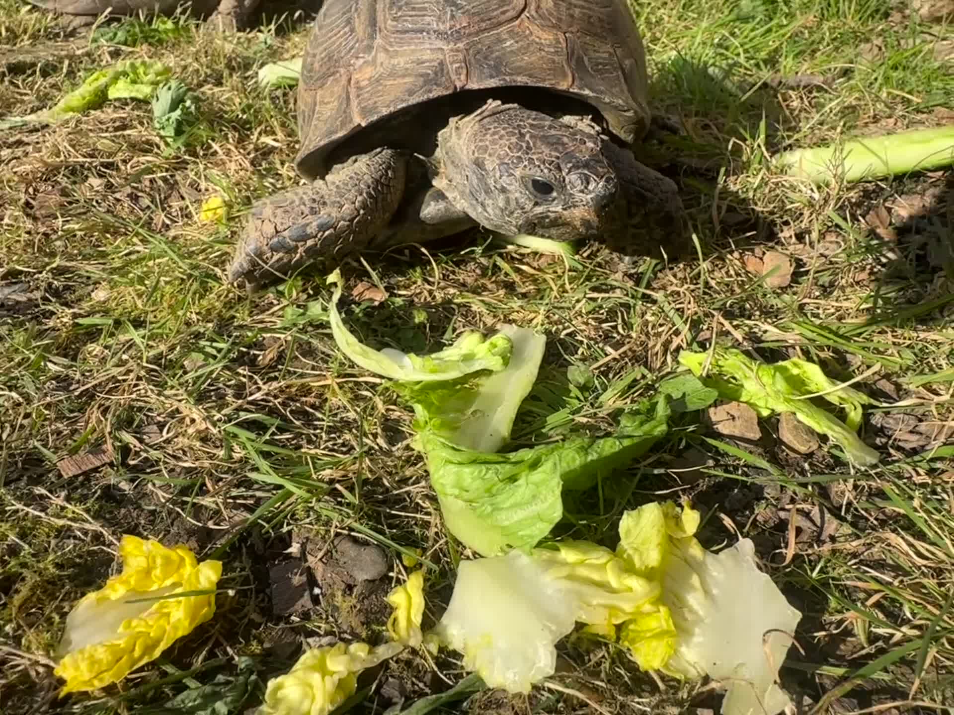 Tortoise reptiles for sale: 3 Male Spur thighs Fertile - Video 1