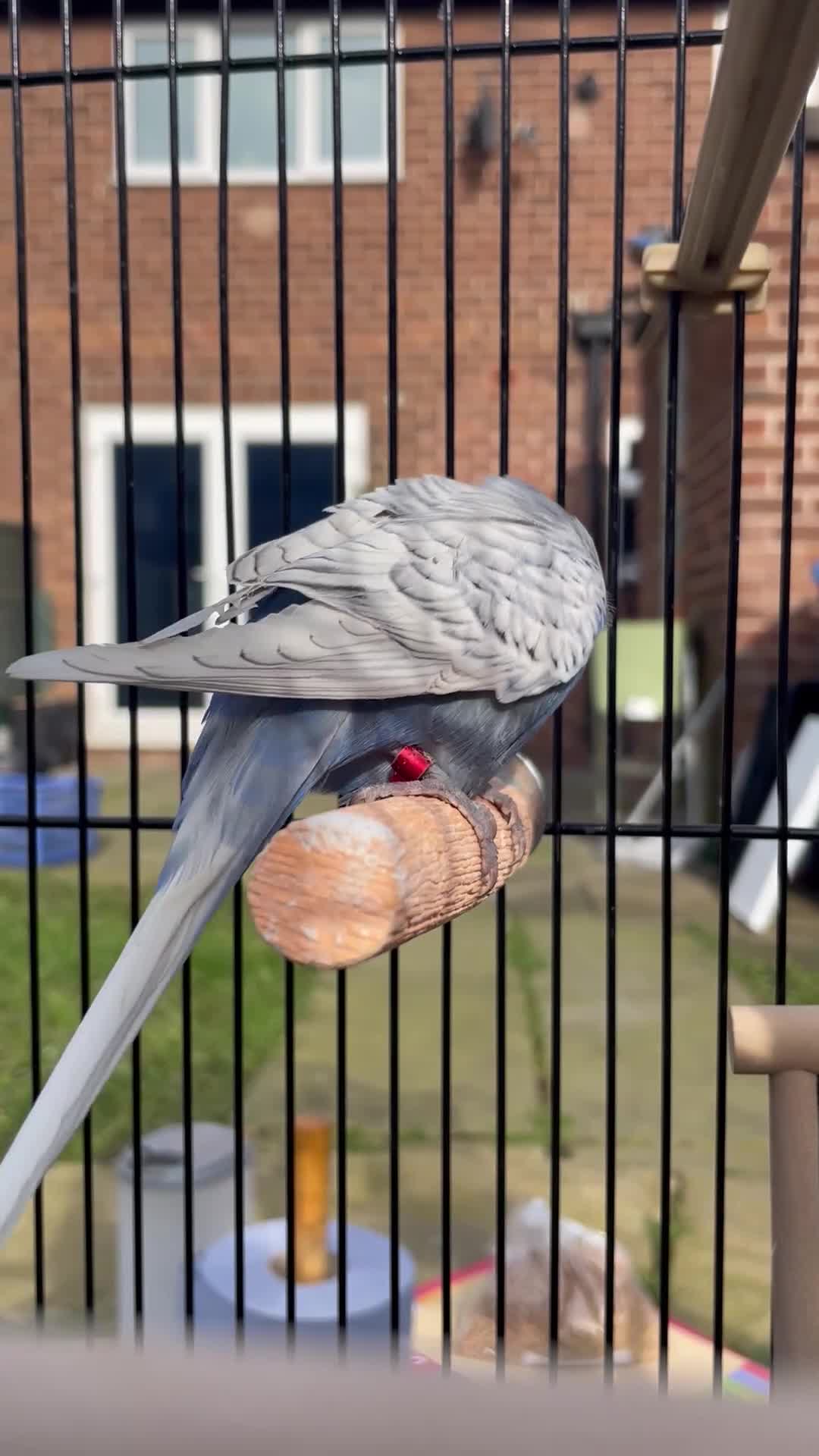 Budgerigars birds for sale: Mr Skye  in Warrington - Video 3
