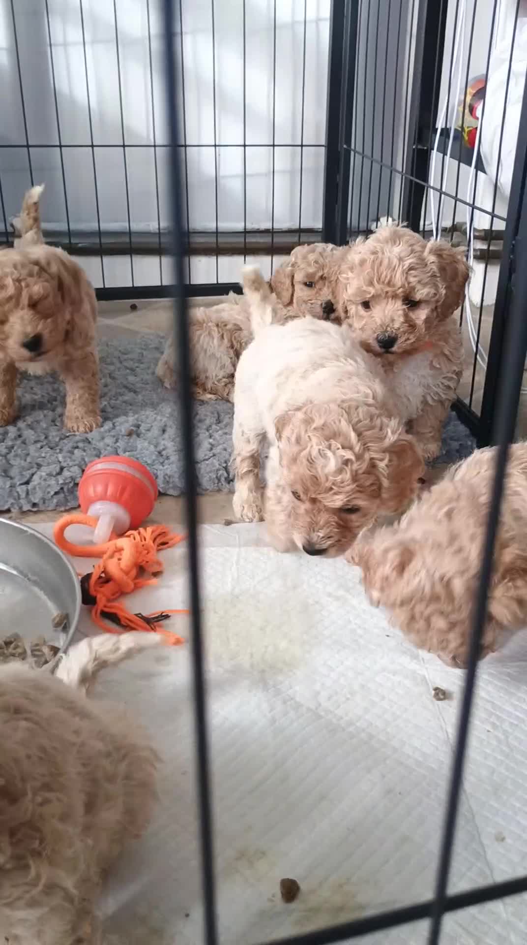 Poochon dogs for sale: Poochon puppies 🩷🩵🐩 - Video 1