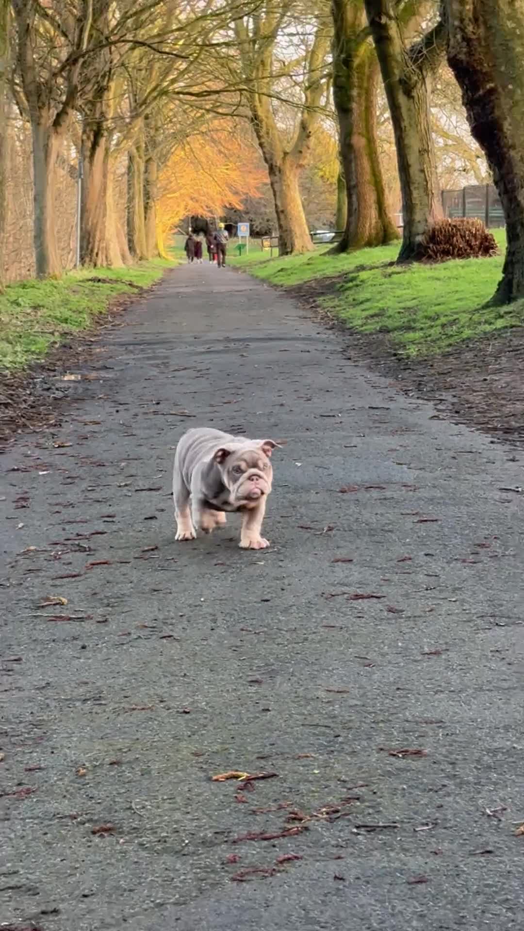 English Bulldog dogs for sale: Mr MAVERICK 🩸 - Video 4