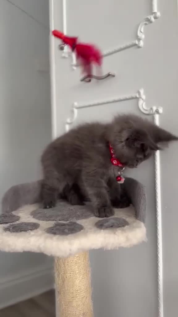 Maine Coon cats for sale: Stunning TICA MaineCoon Kittens 🩵 - Video 3