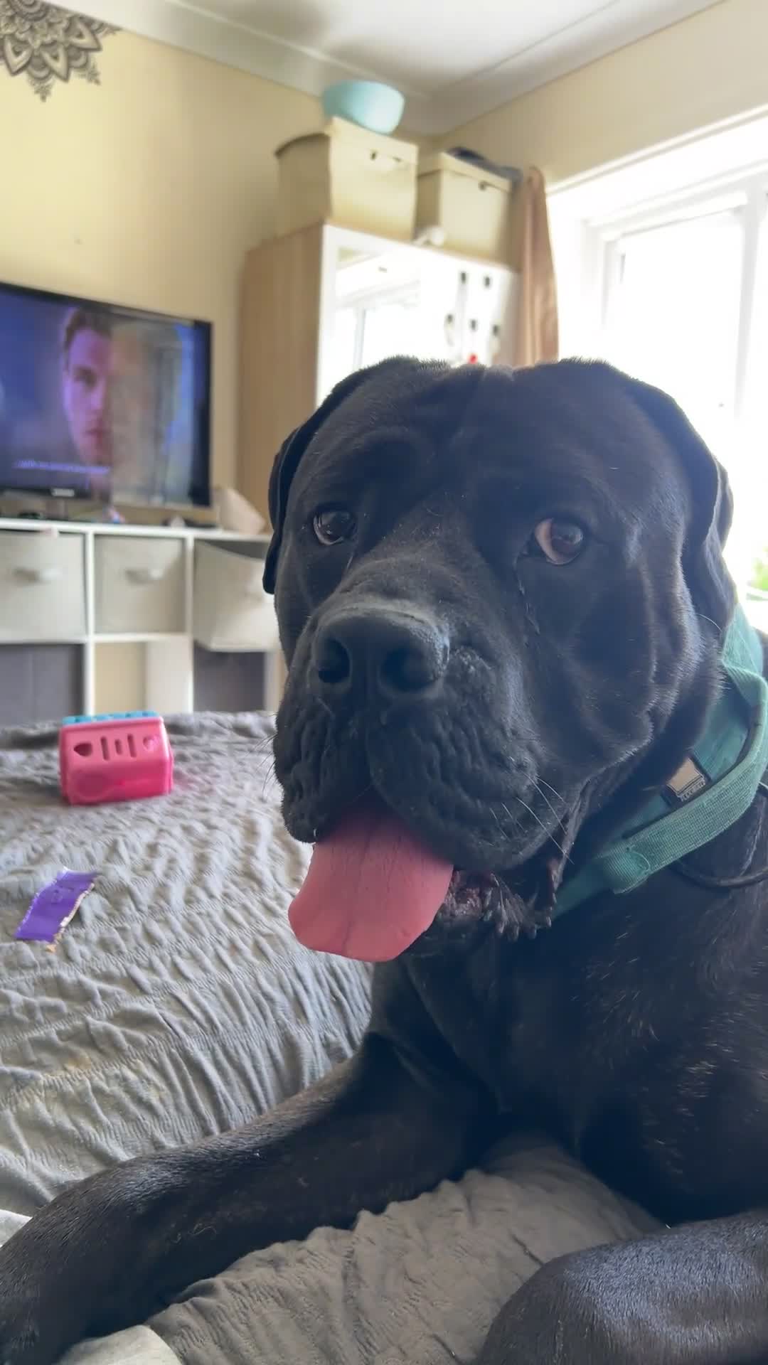 Cane Corso dogs for sale: 3 year old cane corso - Video 1