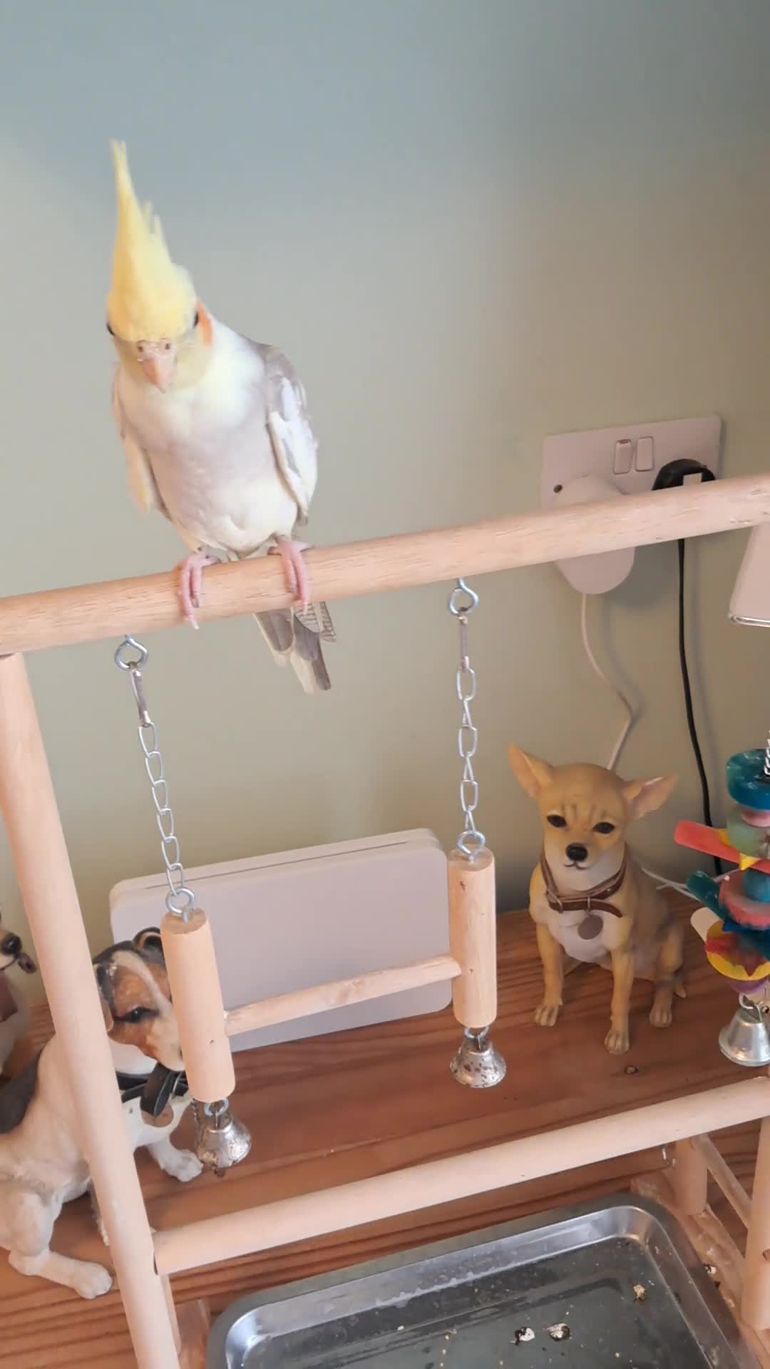 Cockatiels birds for sale: Hand reared baby cocktail very nice bird  - Video 1