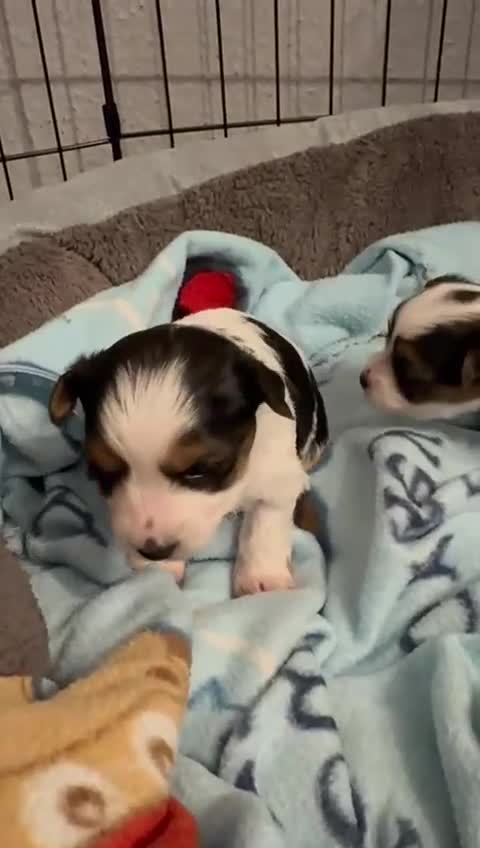 Biewer Terrier dogs for sale: 🌟🐾  Biewer Yorkie Puppies Available! 🐾 - Video 1