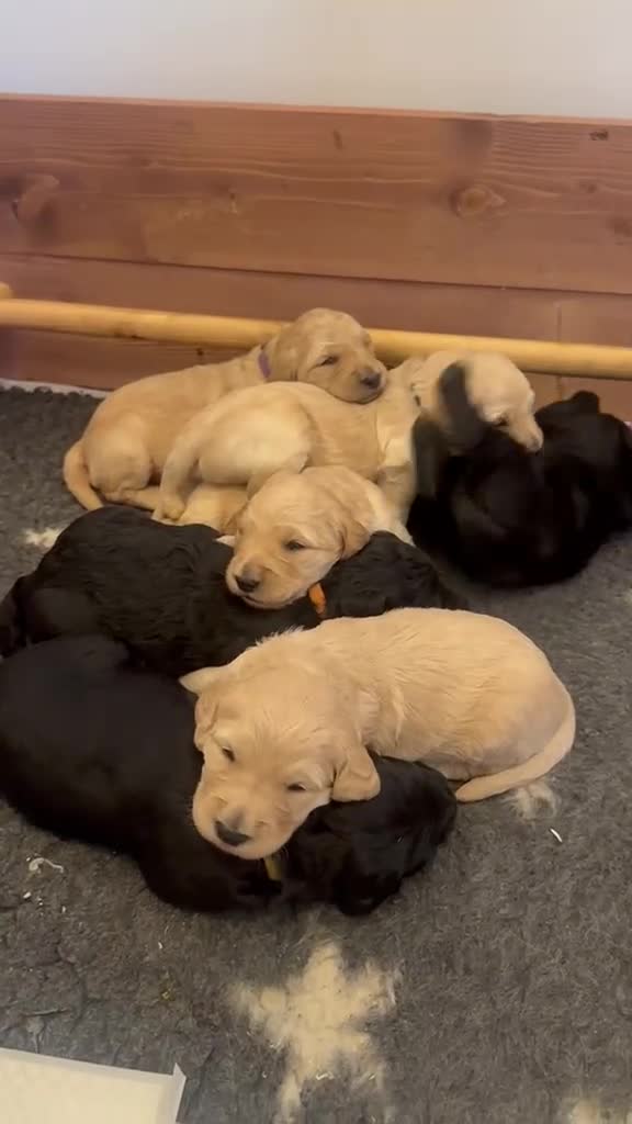 Goldendoodle dogs for sale: Beautiful Litter of Golden Doodles - Video 2