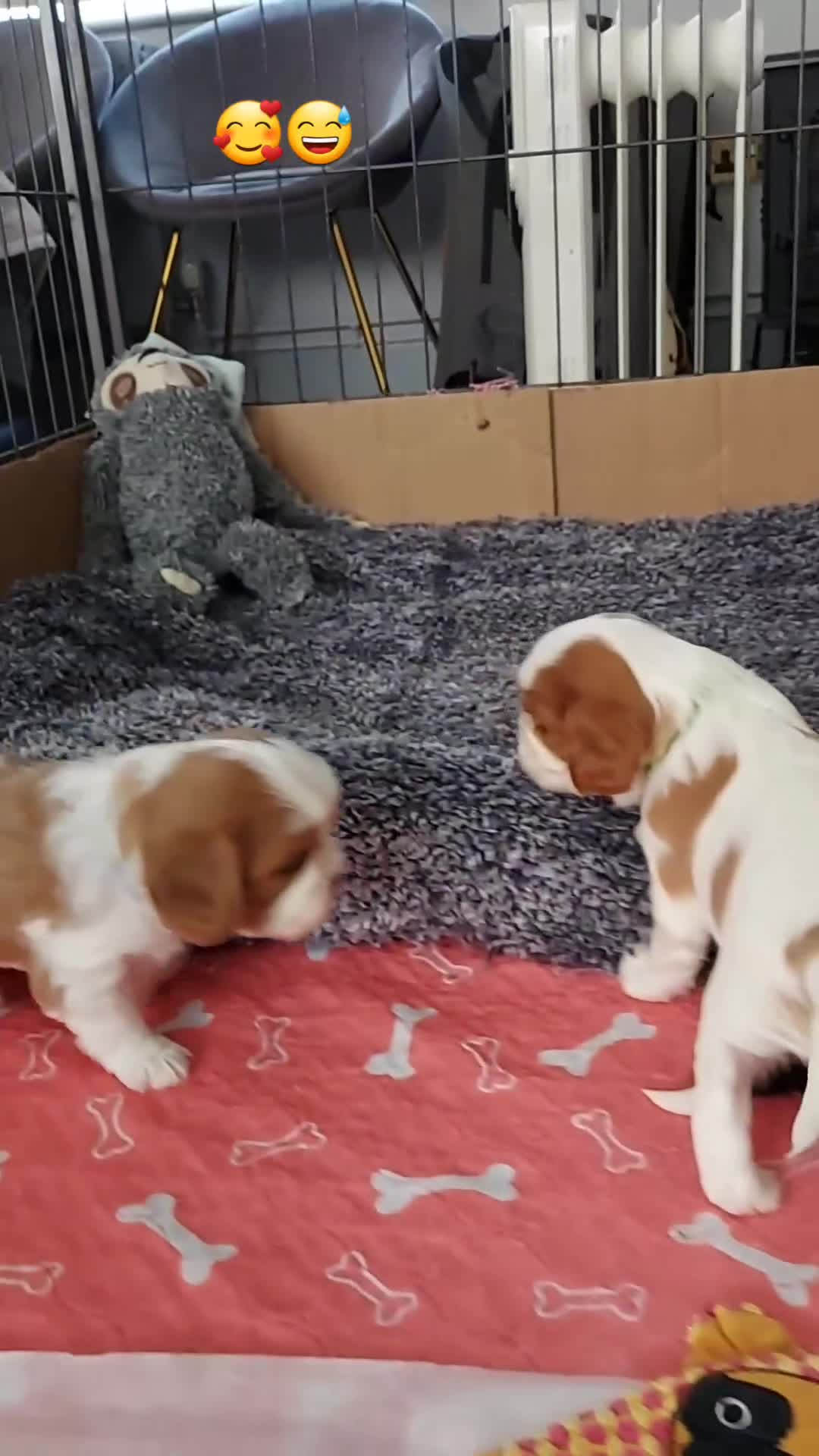 Cavalier King Charles Spaniel dogs for sale: GREAT QUALITY CKCS/DWKC REG/ DNA  in Wellingborough - Video 2