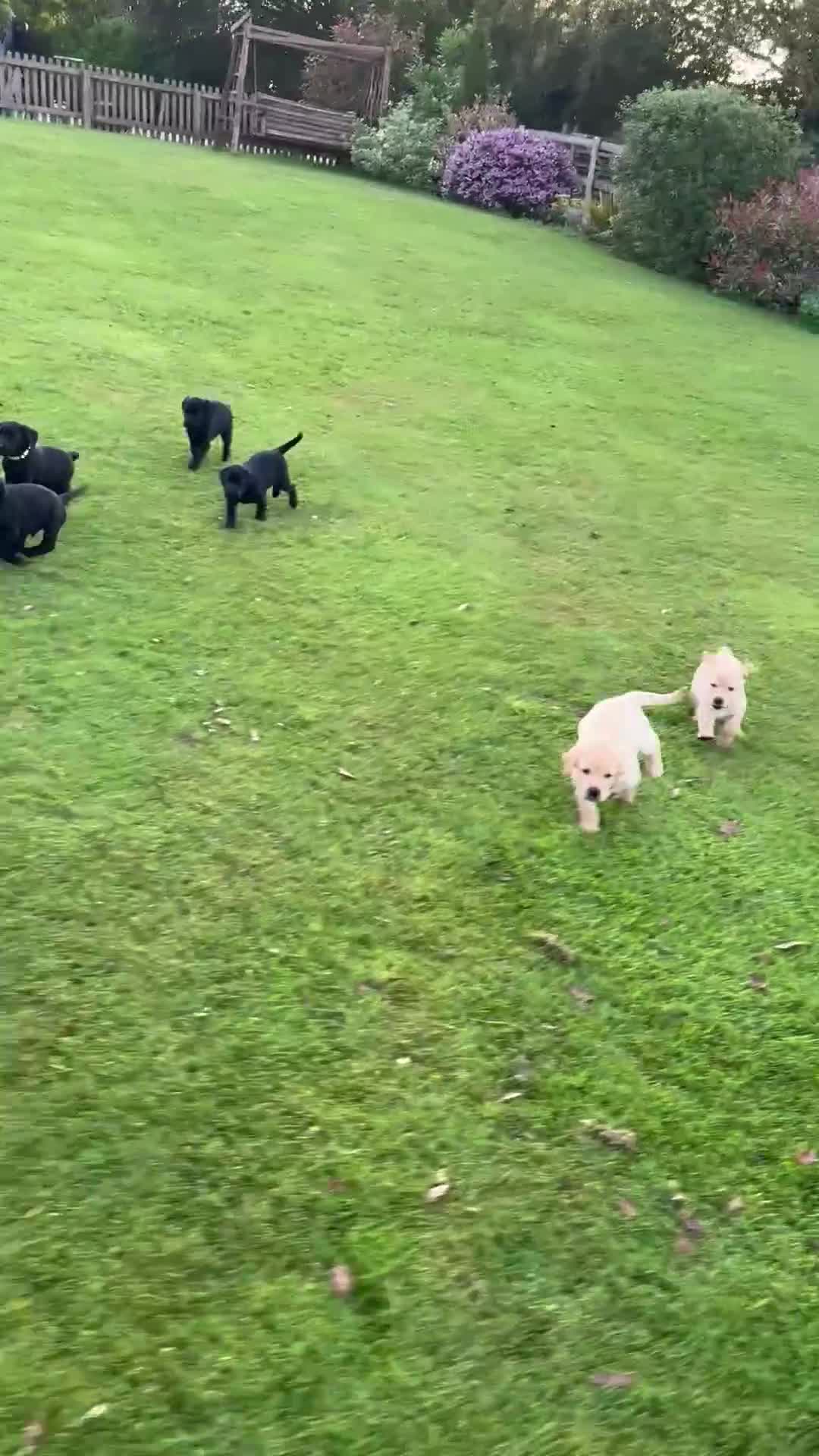 Labrador Retriever dogs for sale: Gorgeous Working Labrador Pups in Crewkerne - Video 1
