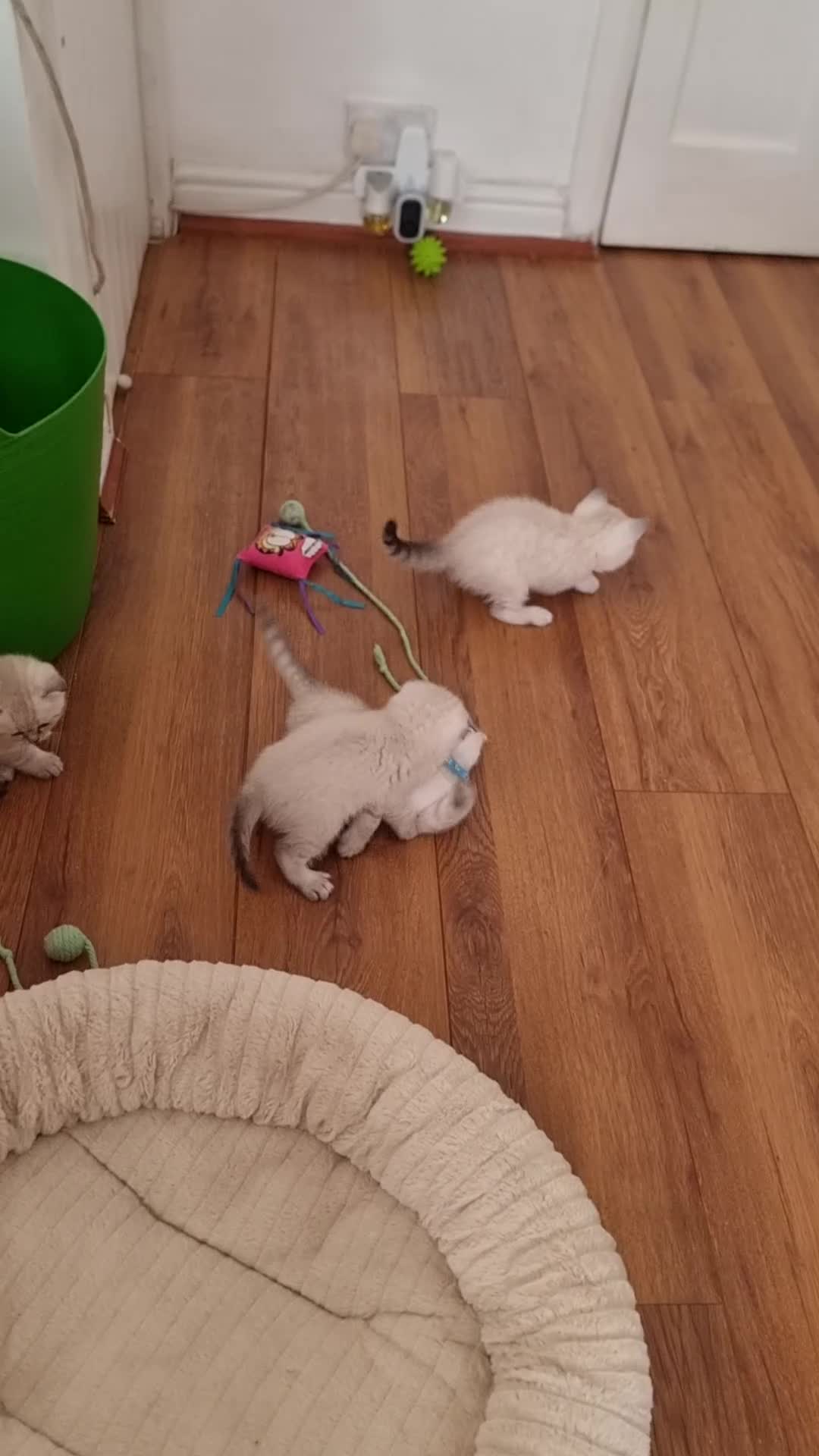 Scottish Fold cats for sale: Scottish Straight and Scottish Fold  - Video 1