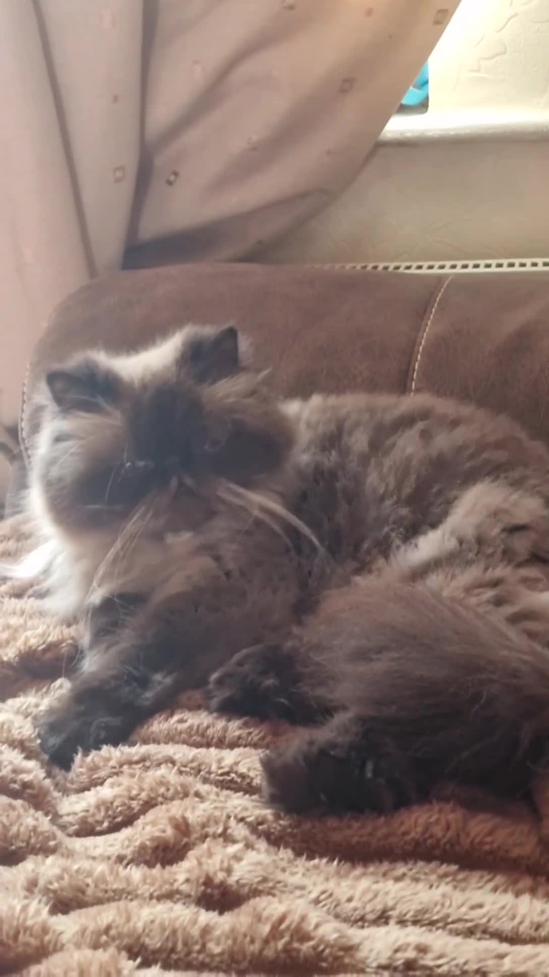 Persian cats for sale: Himalayan persian girl  in Bradford - Video 1