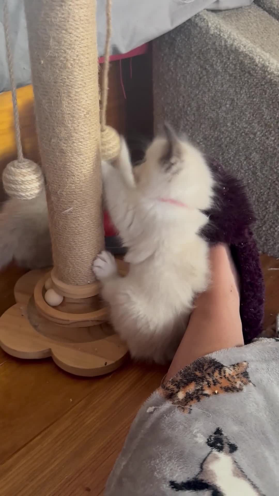 Ragdoll cats for sale: 2 boys for £700 (one from my other advert) - Video 2