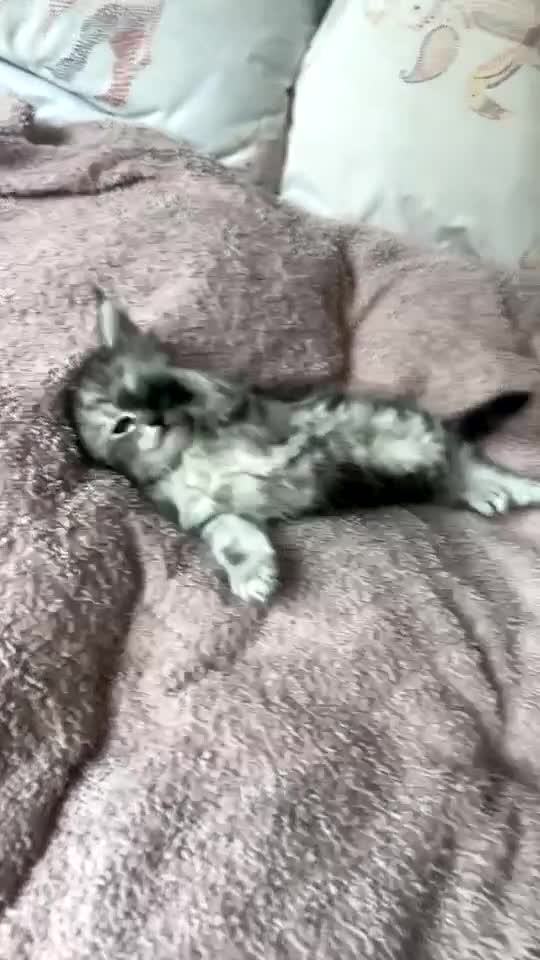 Maine Coon cats for sale: Last Beautiful Maine Coon Kitten Ready Now 🐾 - Video 2