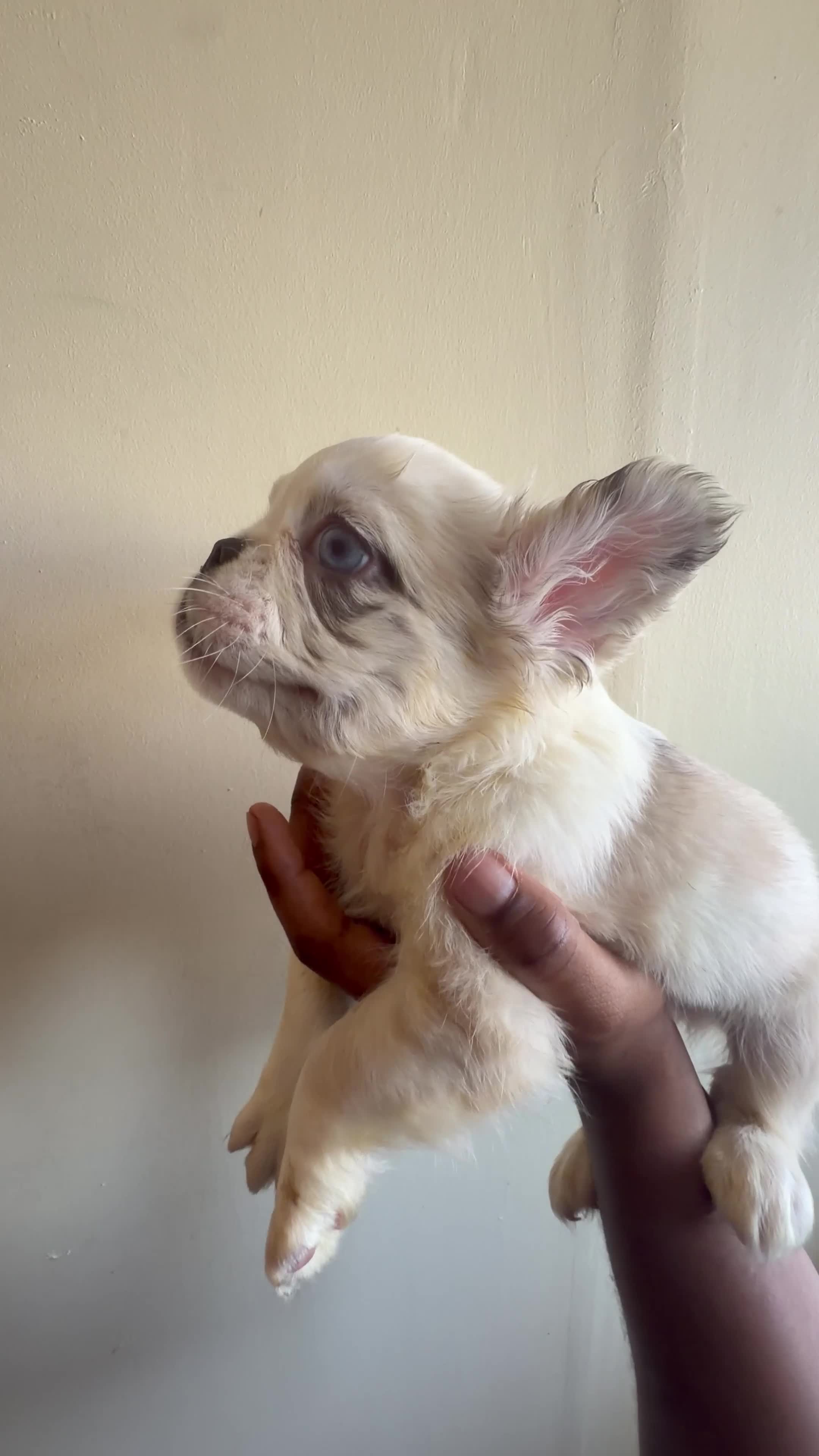 French Bulldog dogs for sale: FLUFFY FRENCH BULLDOG - Video 1