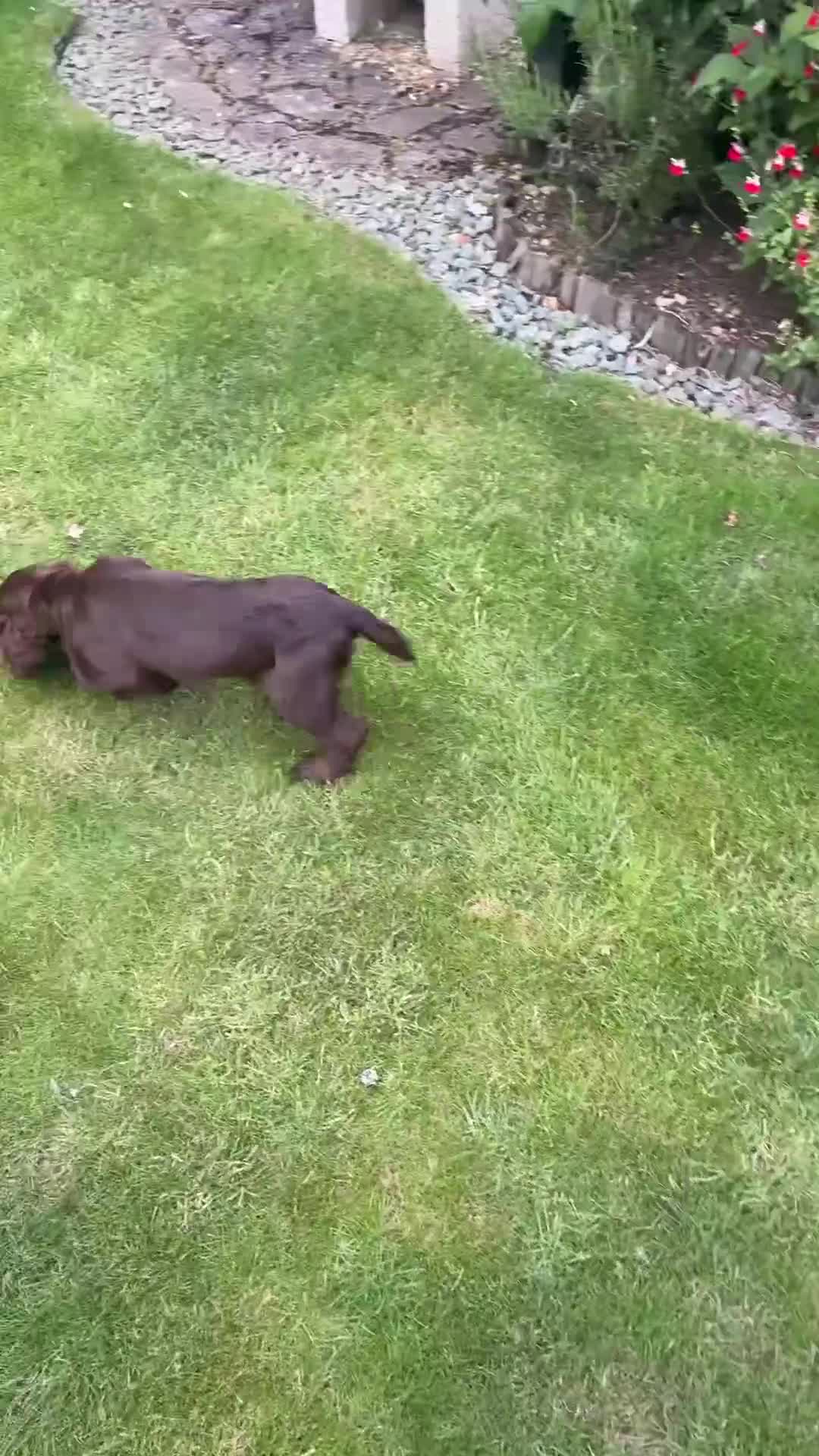 Cocker Spaniel dogs for sale: KC registered male cocker spaniel 12 weeks old - Video 1