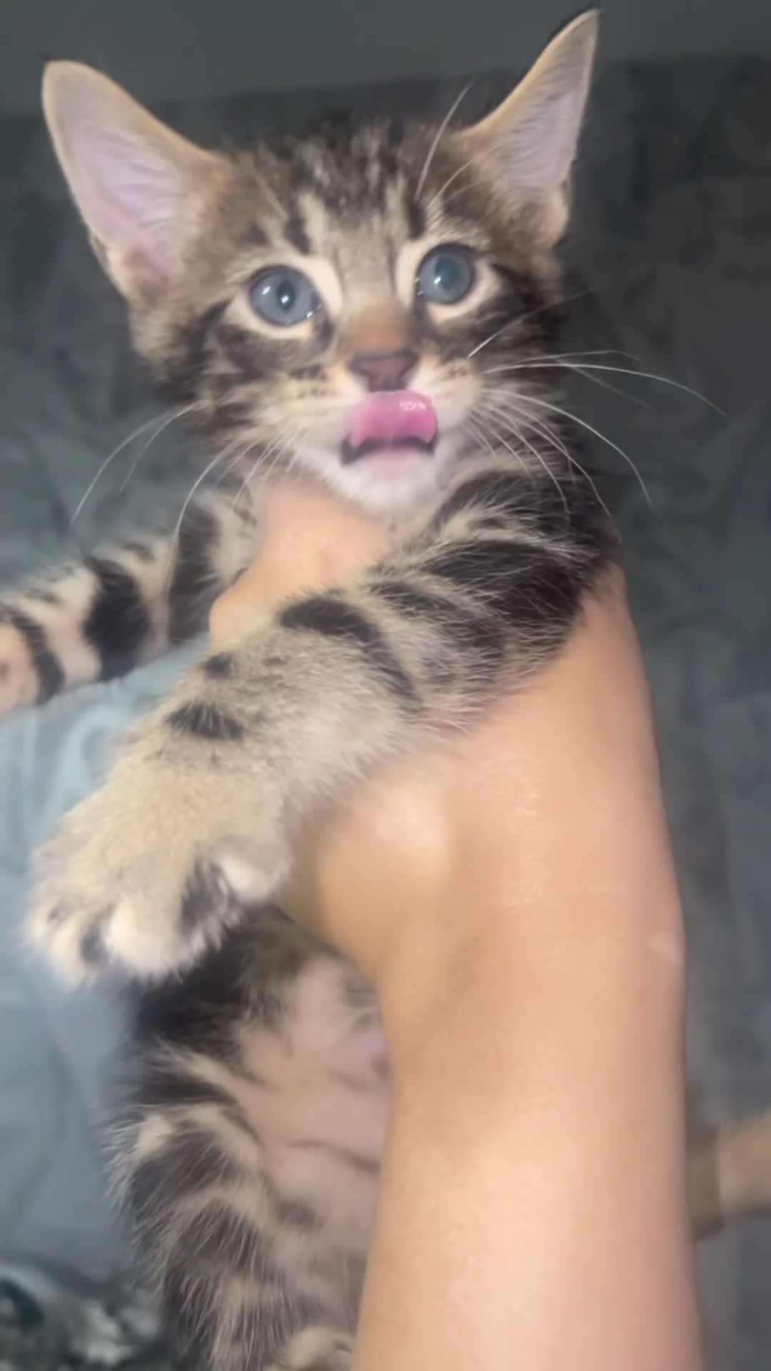 Mixed Breed cats for sale: Rare black blue eye bengal kittens - Video 3