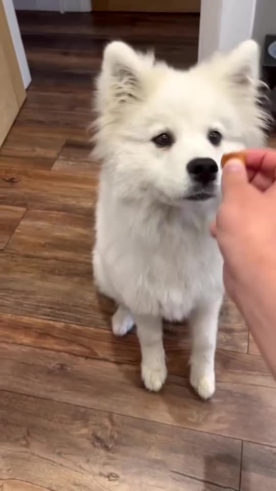 Samoyed dogs for sale: KC registered Samoyed Puppy 💕 - Video 2