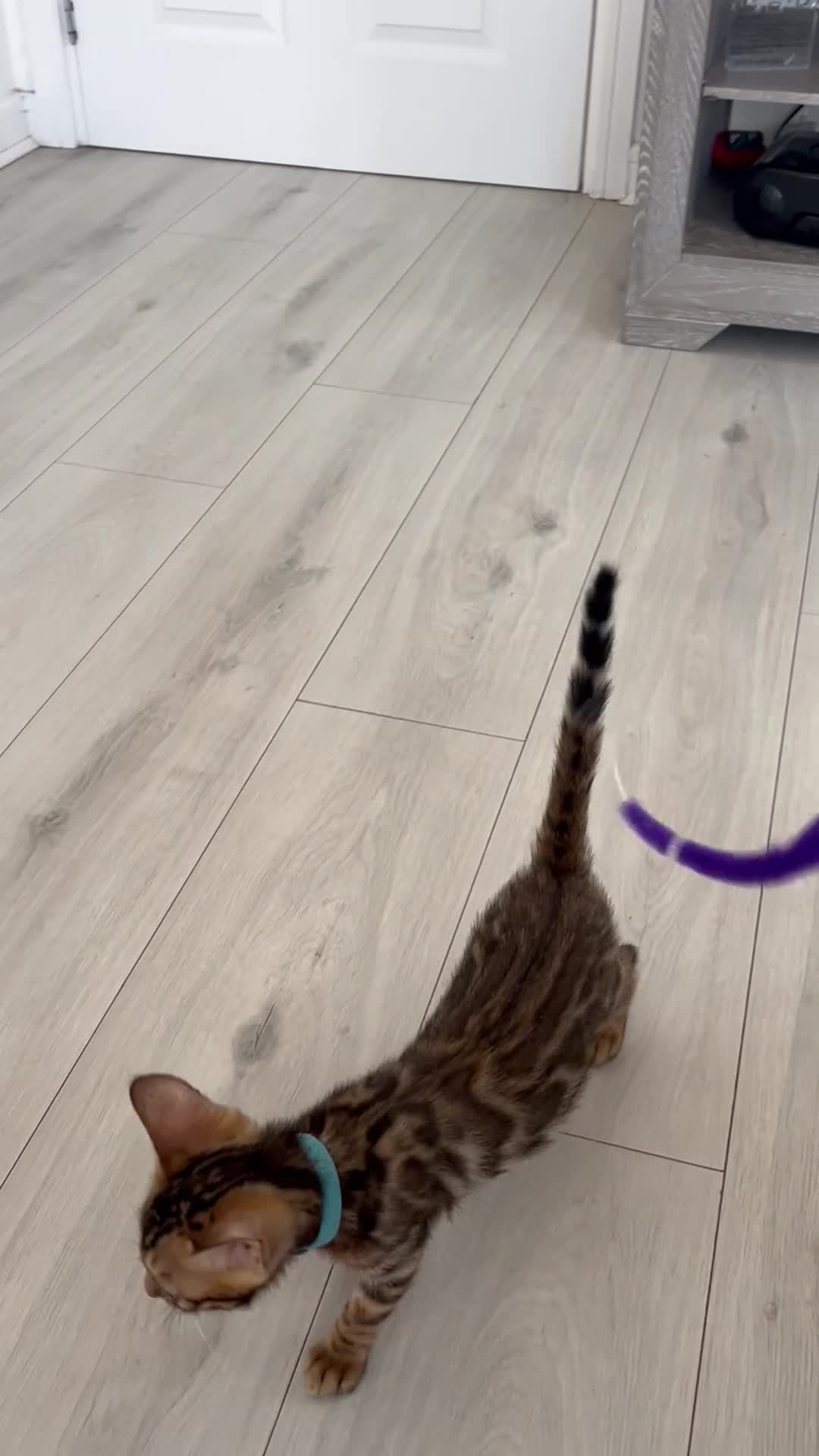 Bengal cats for sale: Stunning full pedigree registered bengal kittens  - Video 1