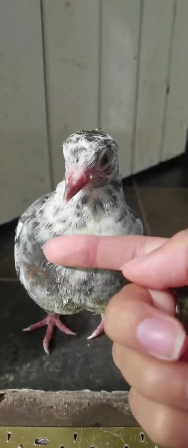 Pigeons birds for sale: Pigeons [Semi Hand-Raised] - Fancy & Racing Breeds - Video 1