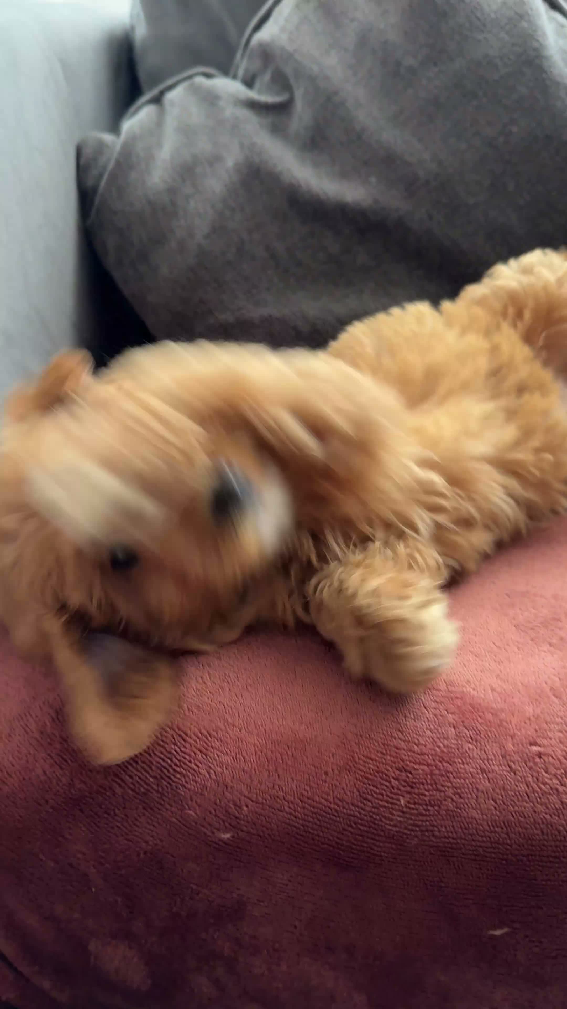 Australian Labradoodle dogs for sale: ⭐WALA Australian Labradoodles Last puppy🐶 - Video 1