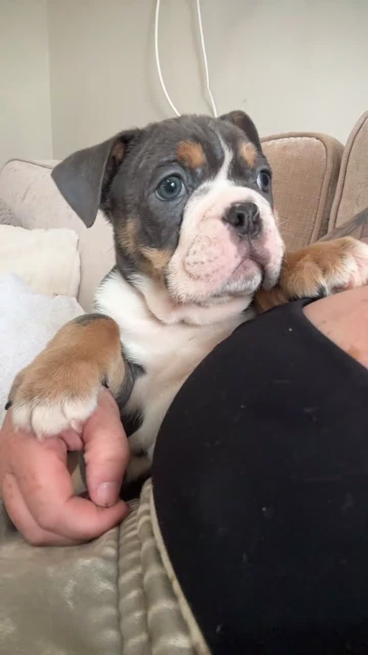 Dorset Olde Tyme Bulldogge dogs for sale: Old tyme bulldog puppies ready to go.  in Sandbach - Video 1