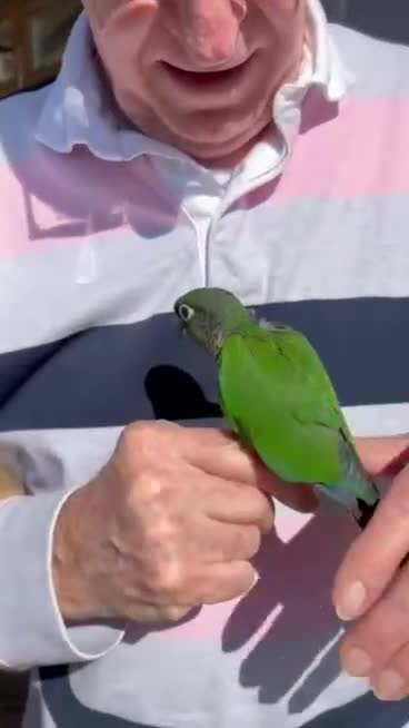 Conures birds for sale: Hand-reared Green Cheeked Conures in Lancaster - Video 1
