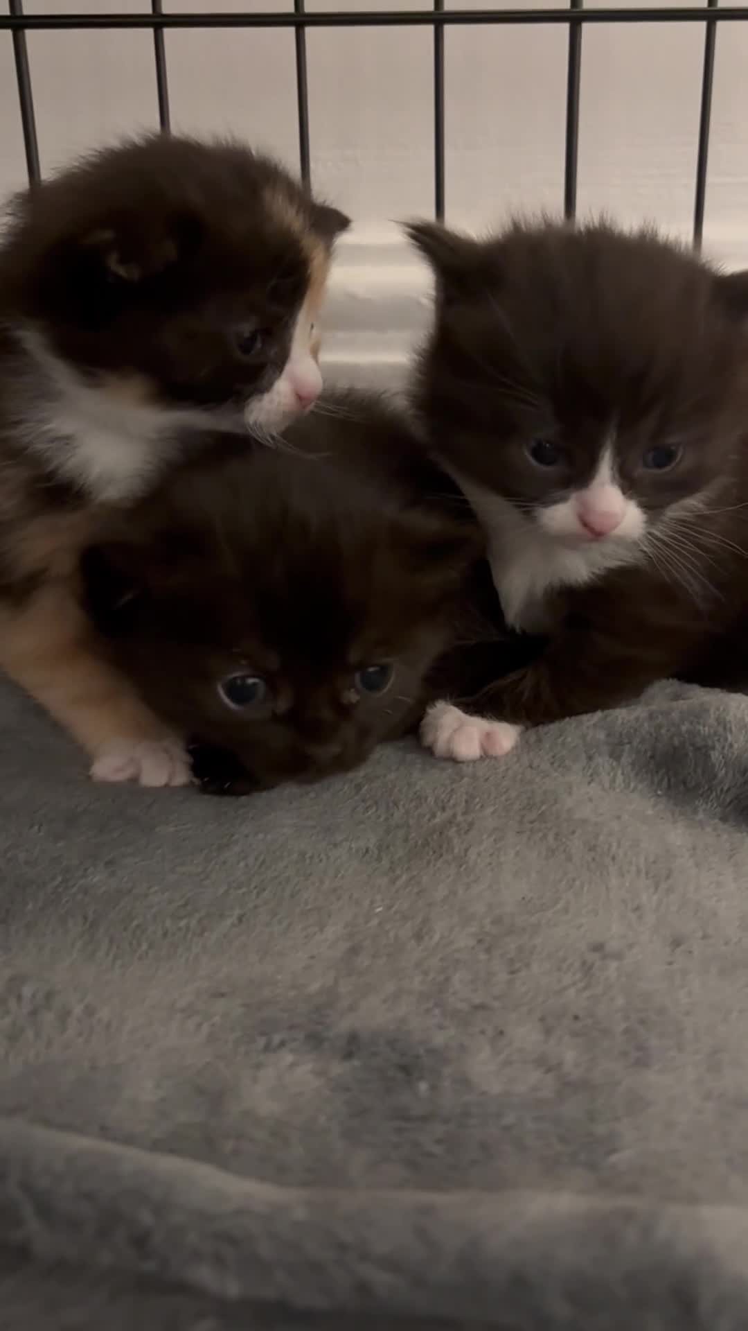 Mixed Breed cats for sale: Adorable Litter of Kittens ready for  🎄🐾 — £150 - Video 1