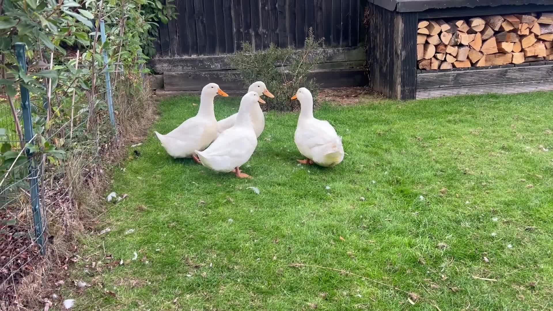 Ducks poultry for sale: Pekin male ducks - Video 1