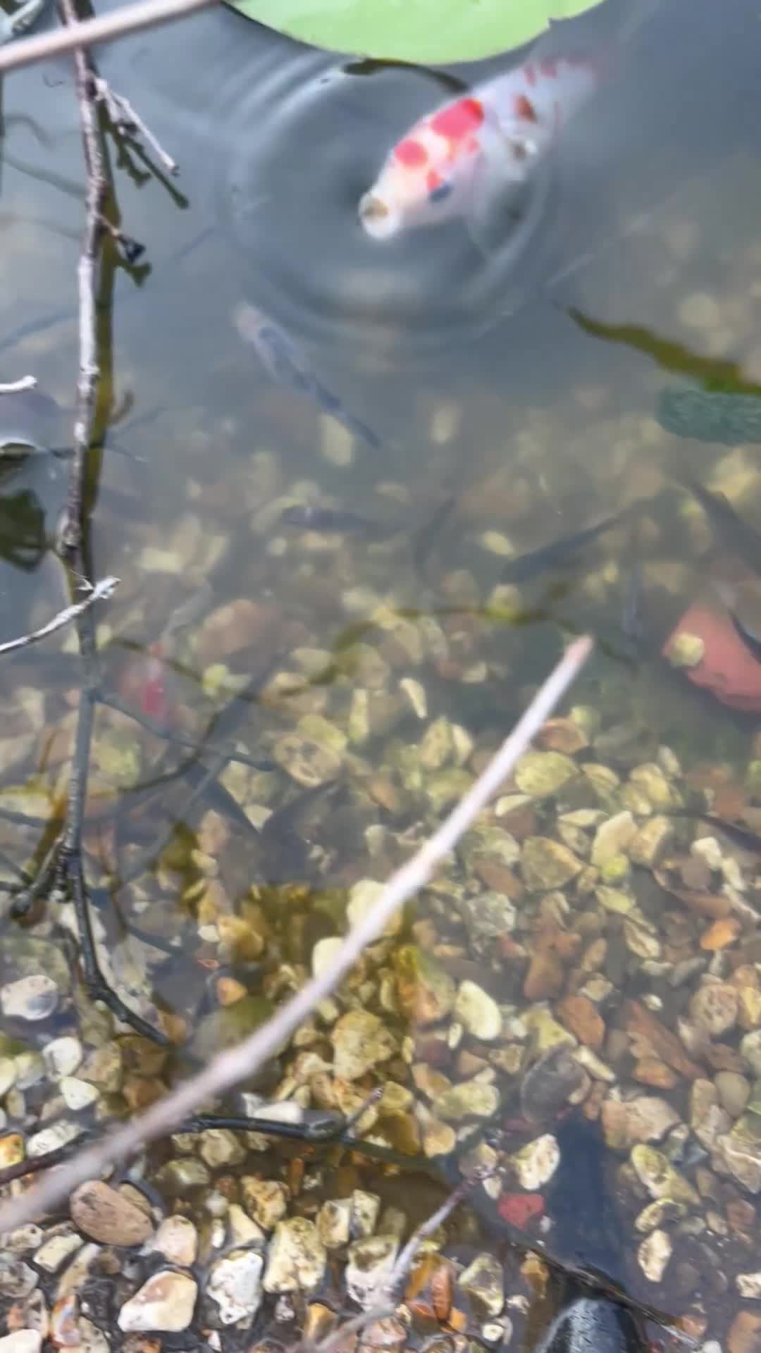 Goldfish fish for sale: Goldfish x shubunkin cross babies 1 and 2 inches - Video 1