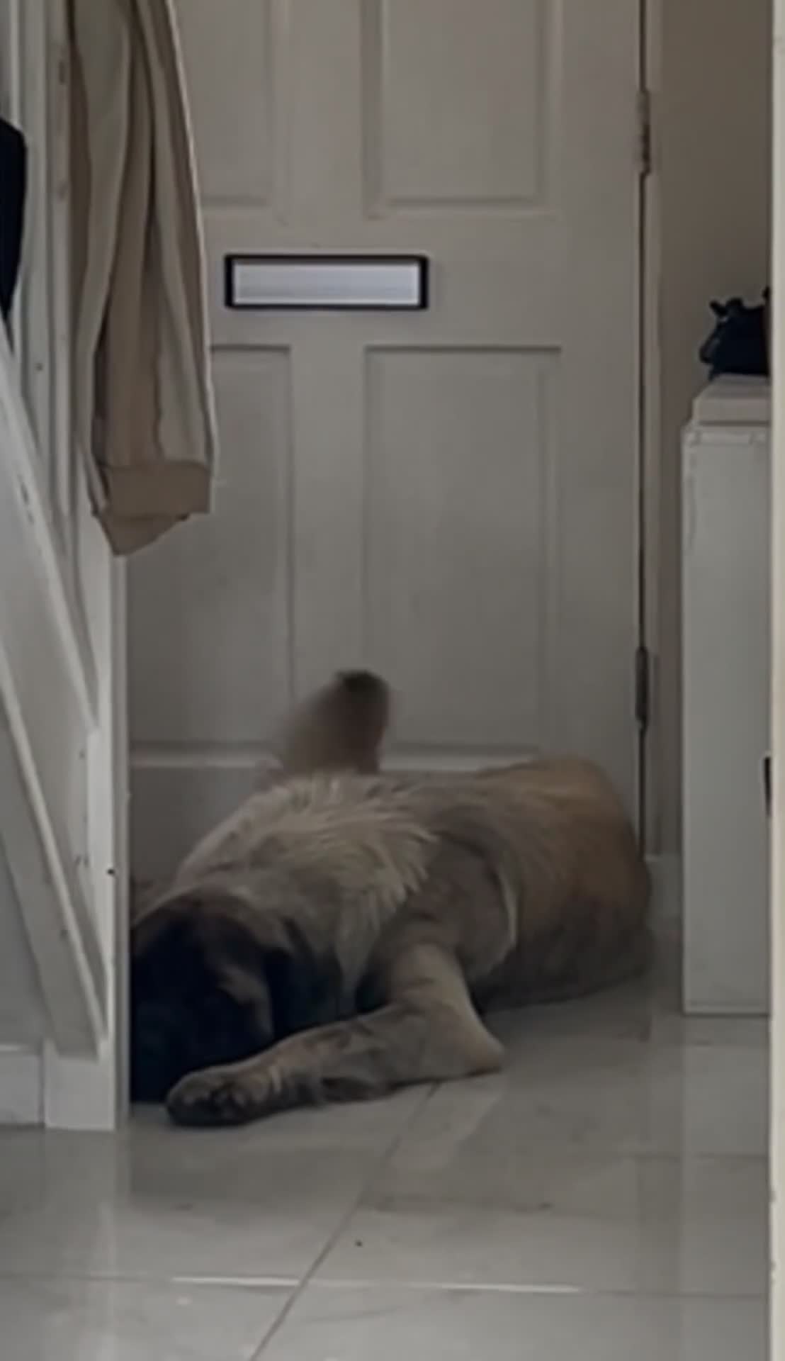 Mastiff dogs for stud: Hector 🐾 FOR STUD ONLY in Huddersfield - Video 1