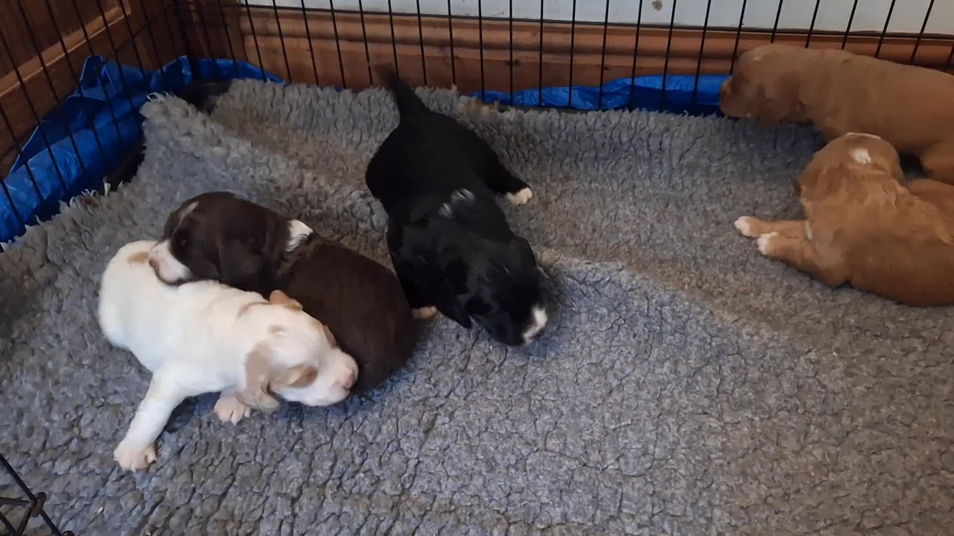 Cockapoo dogs for sale: Gorgeous litter of F1 Cockapoo pups  - Video 2