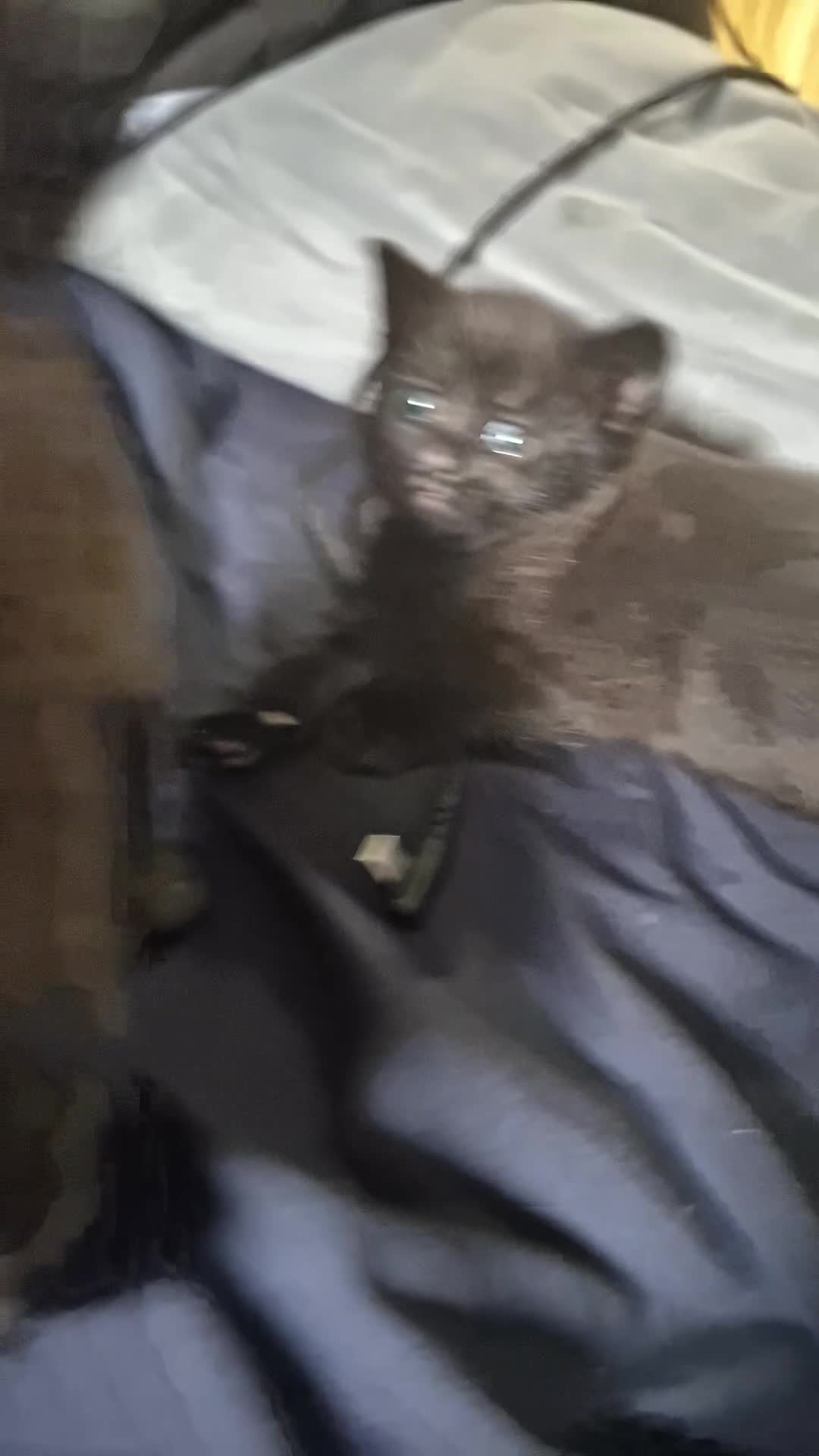 Mixed Breed cats for sale: Selling 3 tortoiseshell mixed kittens for 50 each - Video 5