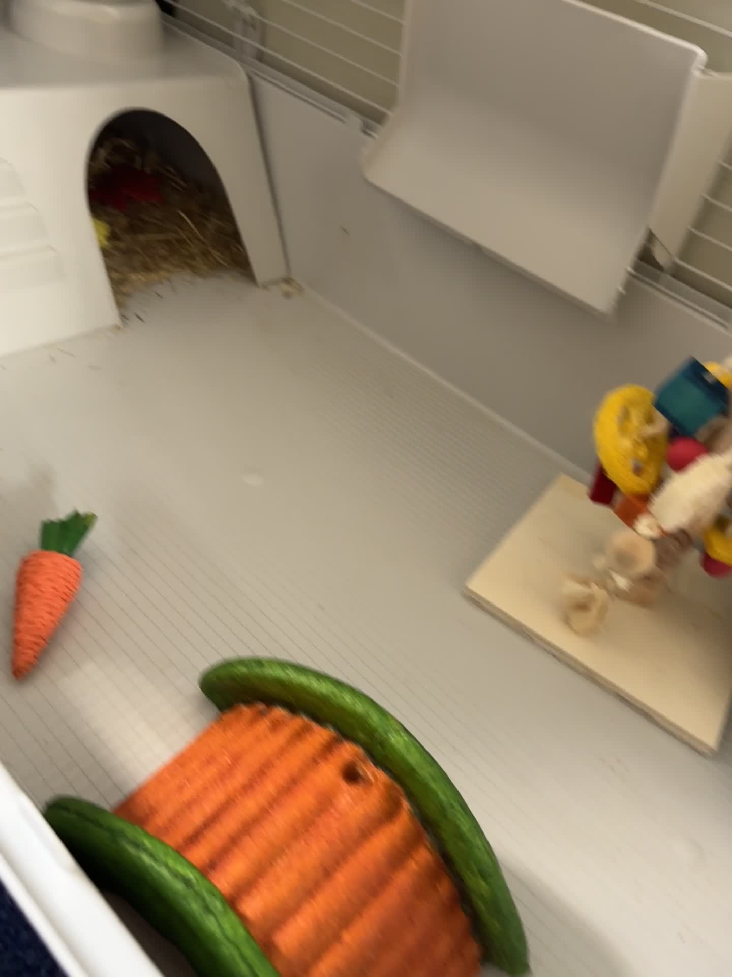 Lionhead rabbits for sale: Lionhead Rabbit with Cage and Accessories - Video 1