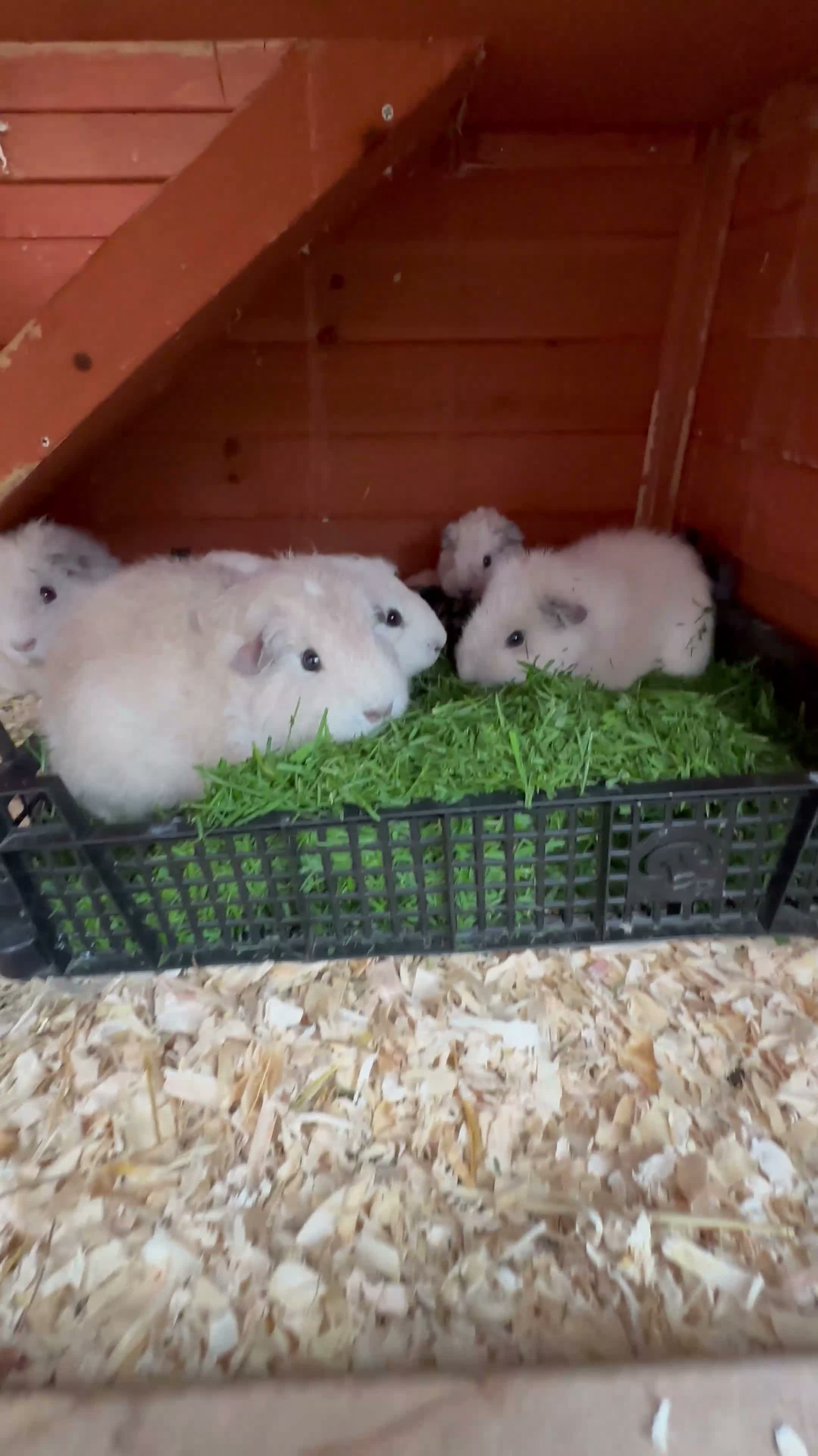 Guinea Pig rodents for sale: Guinea pigs white Teddy shape - Video 1
