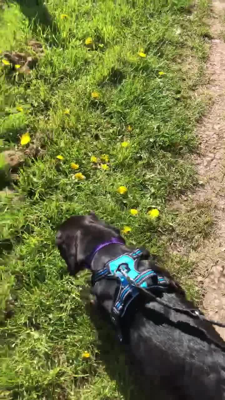 Mixed Breed dogs for adoption: Sadie – 9 months old, Mixed Breed Girl Pup in Stoke-on-Trent - Video 2