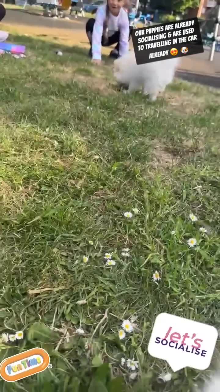 Pomeranian dogs for sale: 🩵👀1 In A Million SKY 🩵 BLUE EYES 🧸 POM😍👀🏆  in London - Video 4