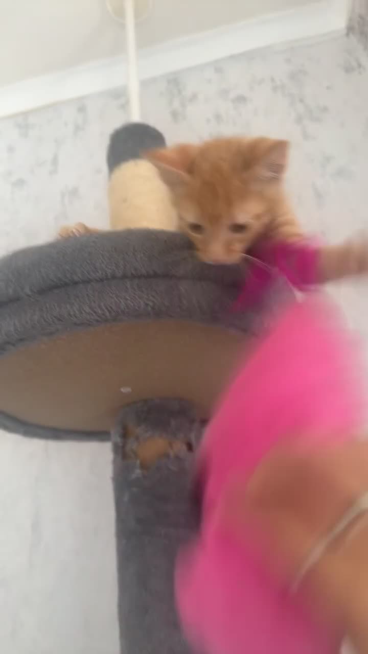 Mixed Breed cats for sale: miśek - Video 1