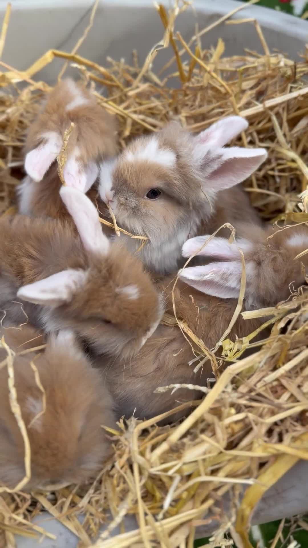 Mini Lion Lop rabbits for sale: Mini lion lop & netherland dwarfs  in Ashton-under-Lyne - Video 1