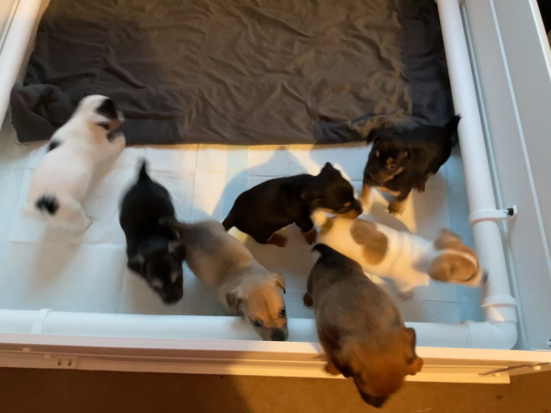 Jack Russell dogs for sale: Trad short legged/haired Jack Russel  - Video 5