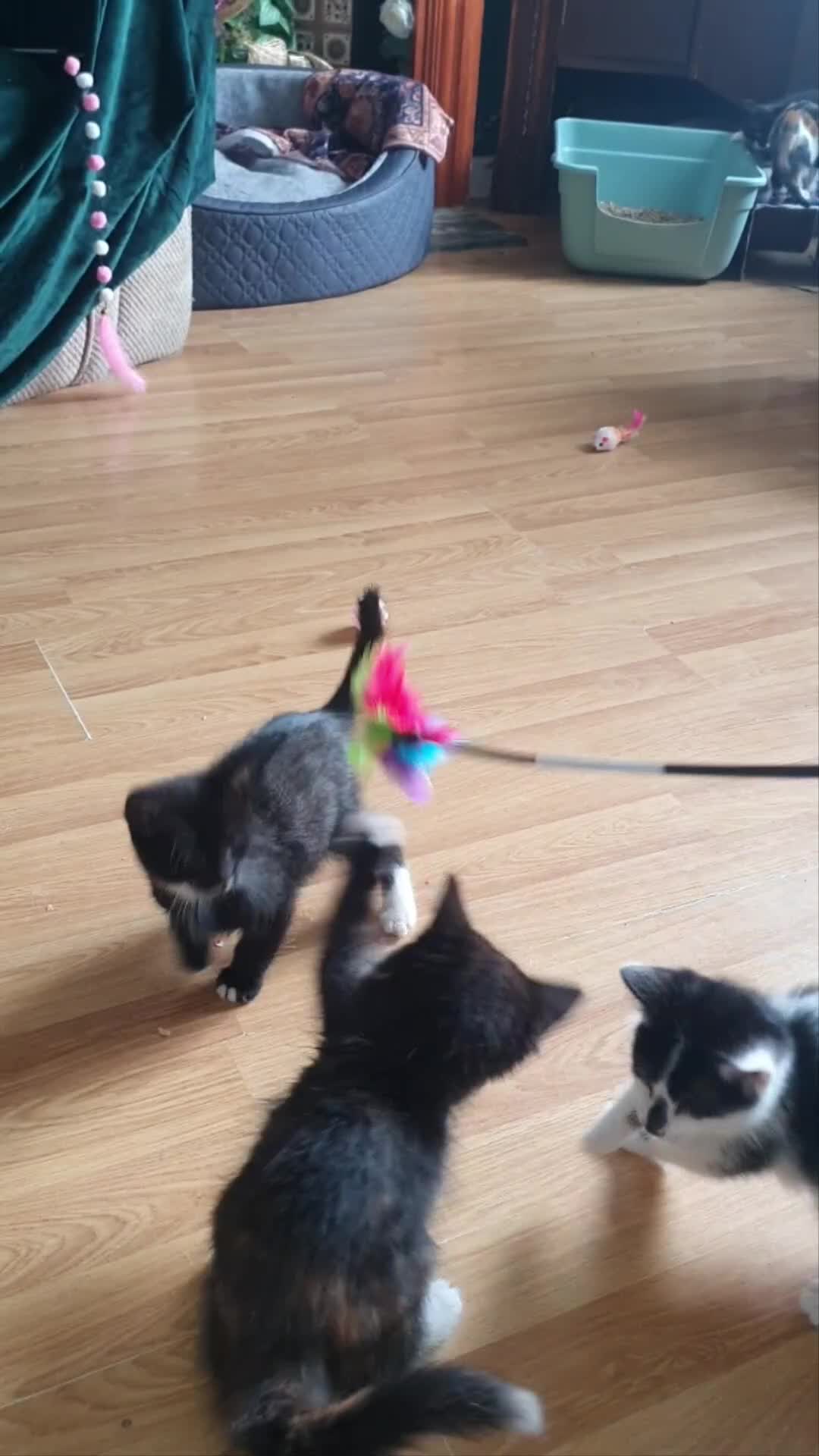 Mixed Breed cats for sale: Fluffy and short haired bundles of joy - Video 1