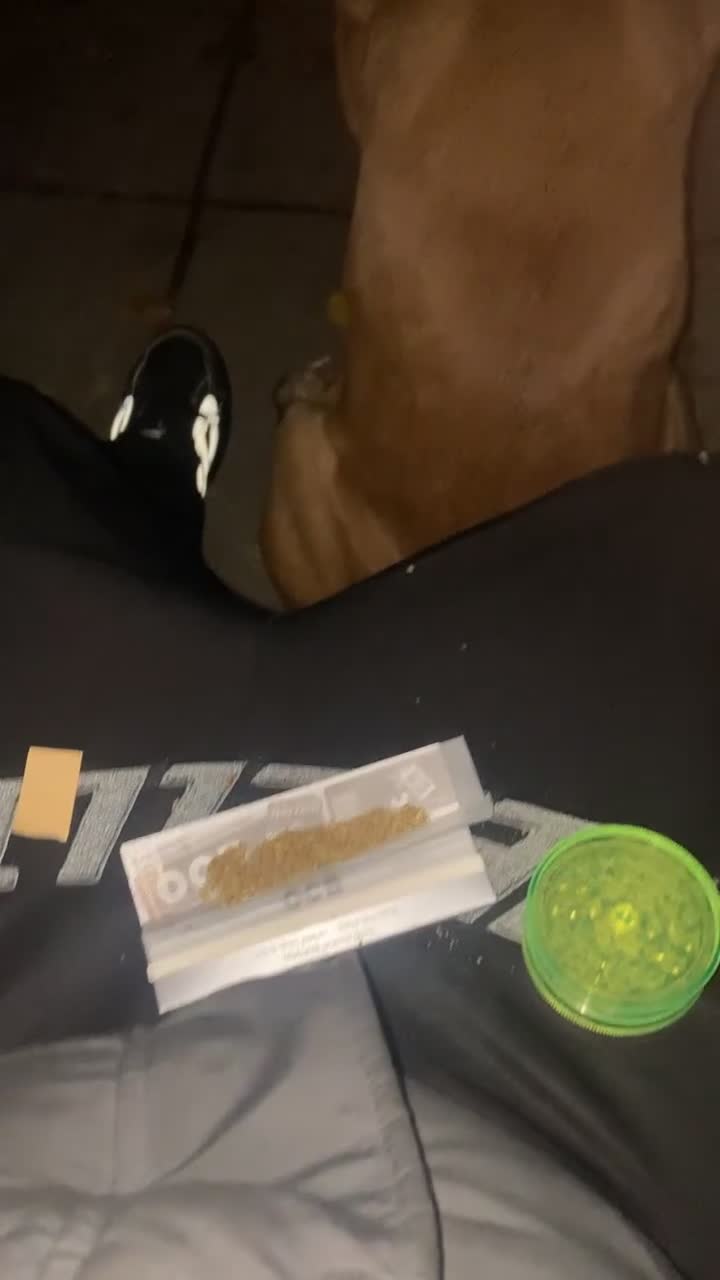 Cane Corso dogs for stud: M cane corso available for stud in London - Video 1