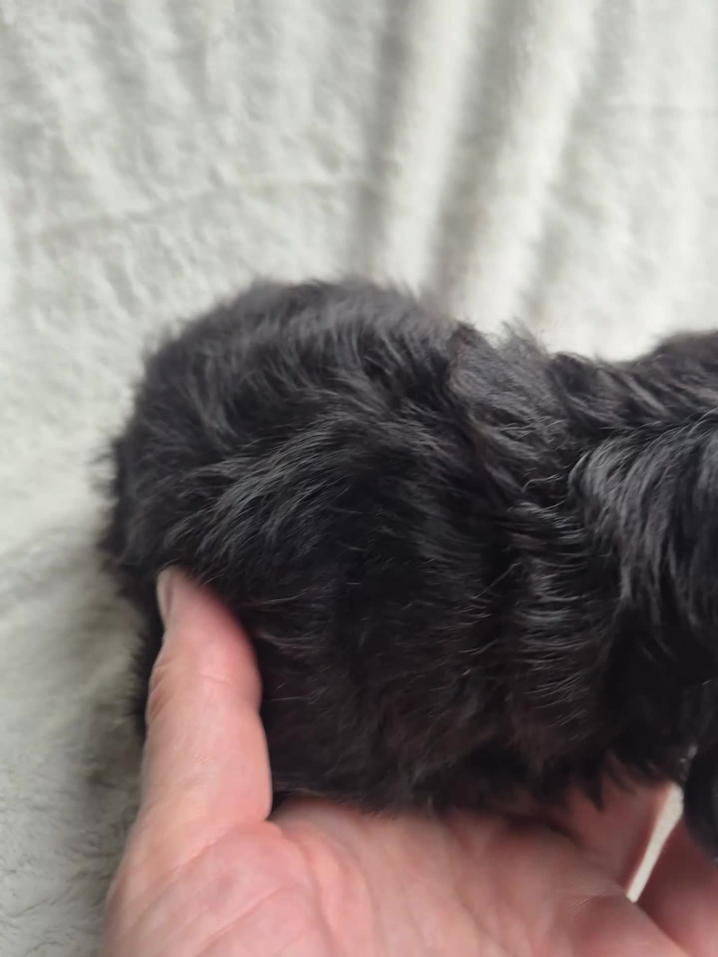 Miniature Dachshund dogs for sale: First generation Silky Wire Haired Mini Dachshund  - Video 1