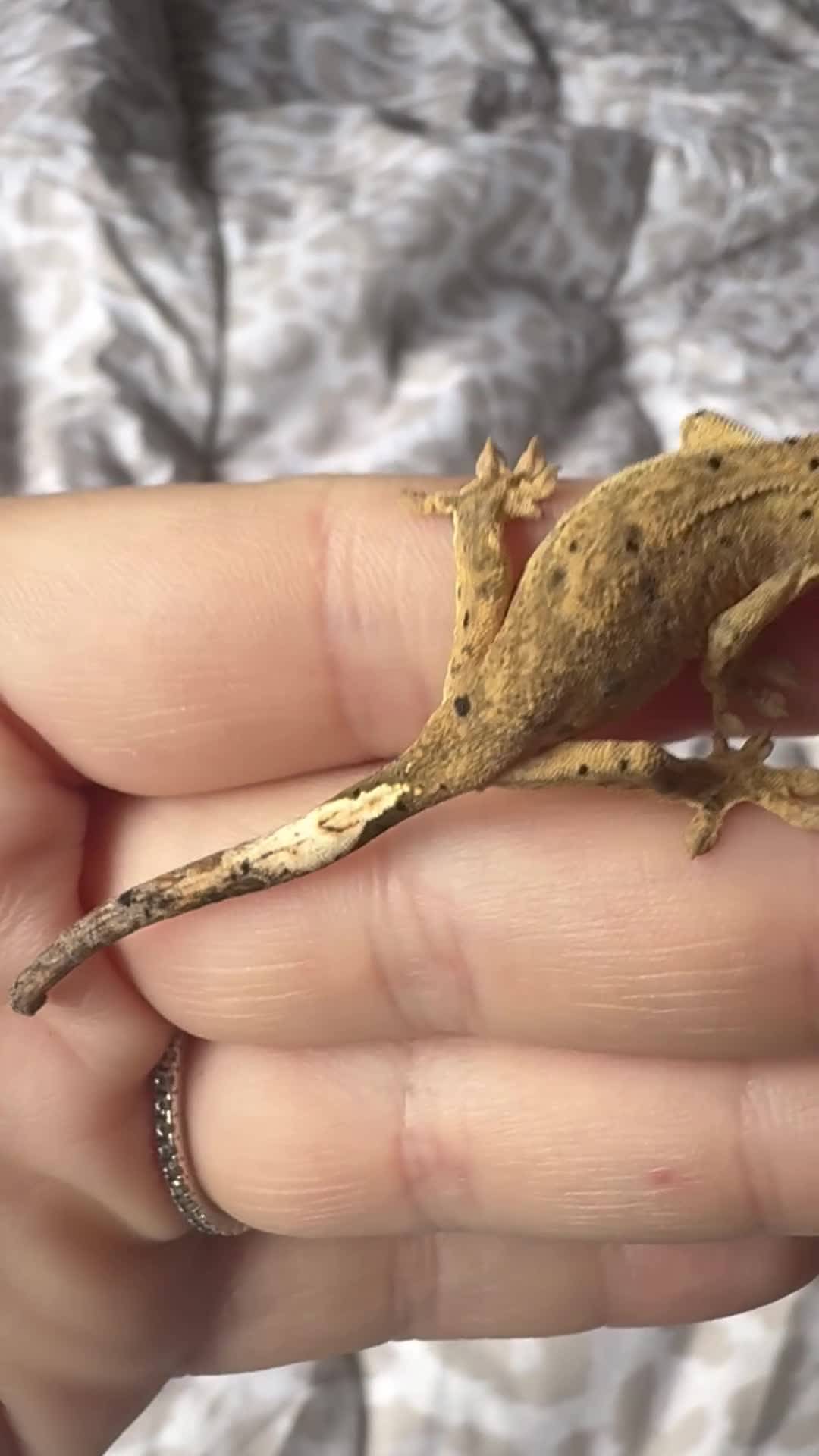 Gecko reptiles for sale: Crested geckos for sale! - Video 2