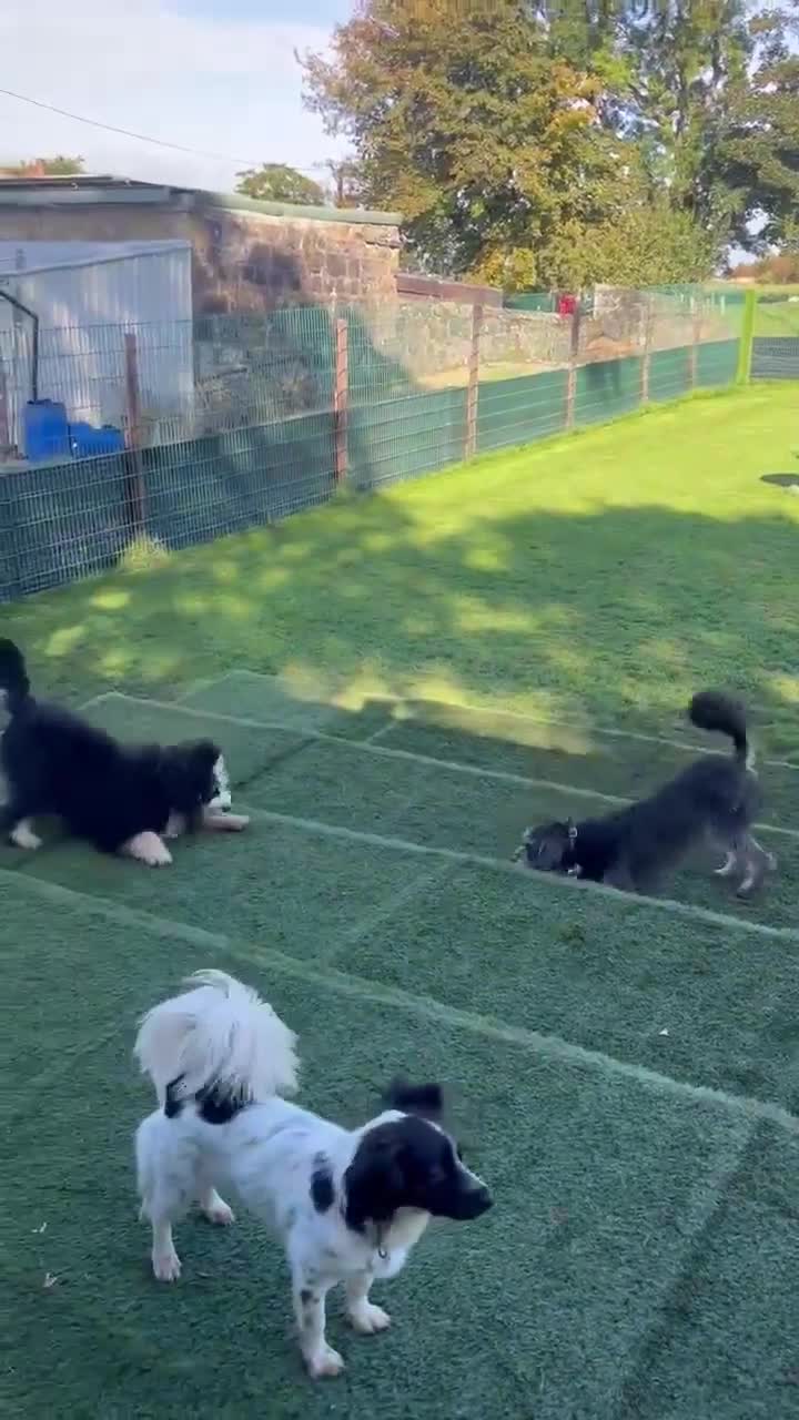 Bernedoodle dogs for sale: First Generation Bernadoodle Male 6mths - Video 2
