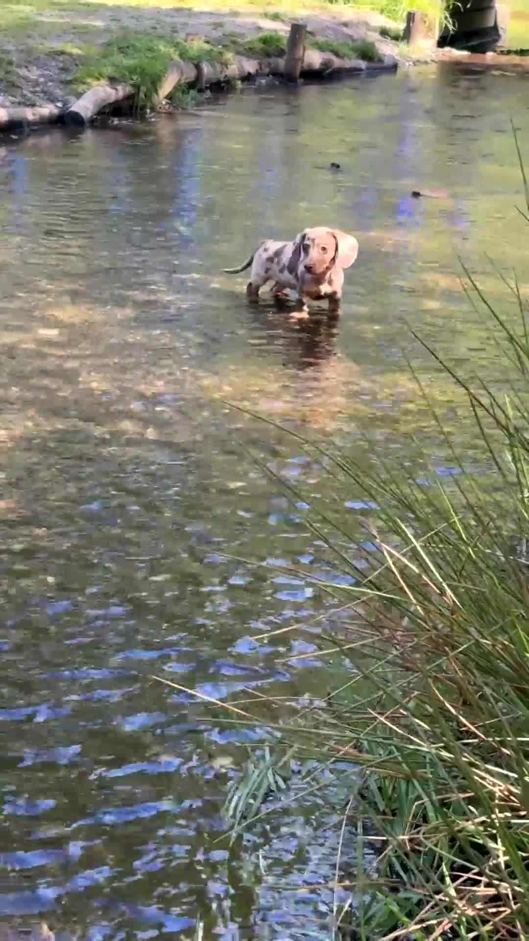 Dachshund dogs for sale: Female dashshund - Video 1