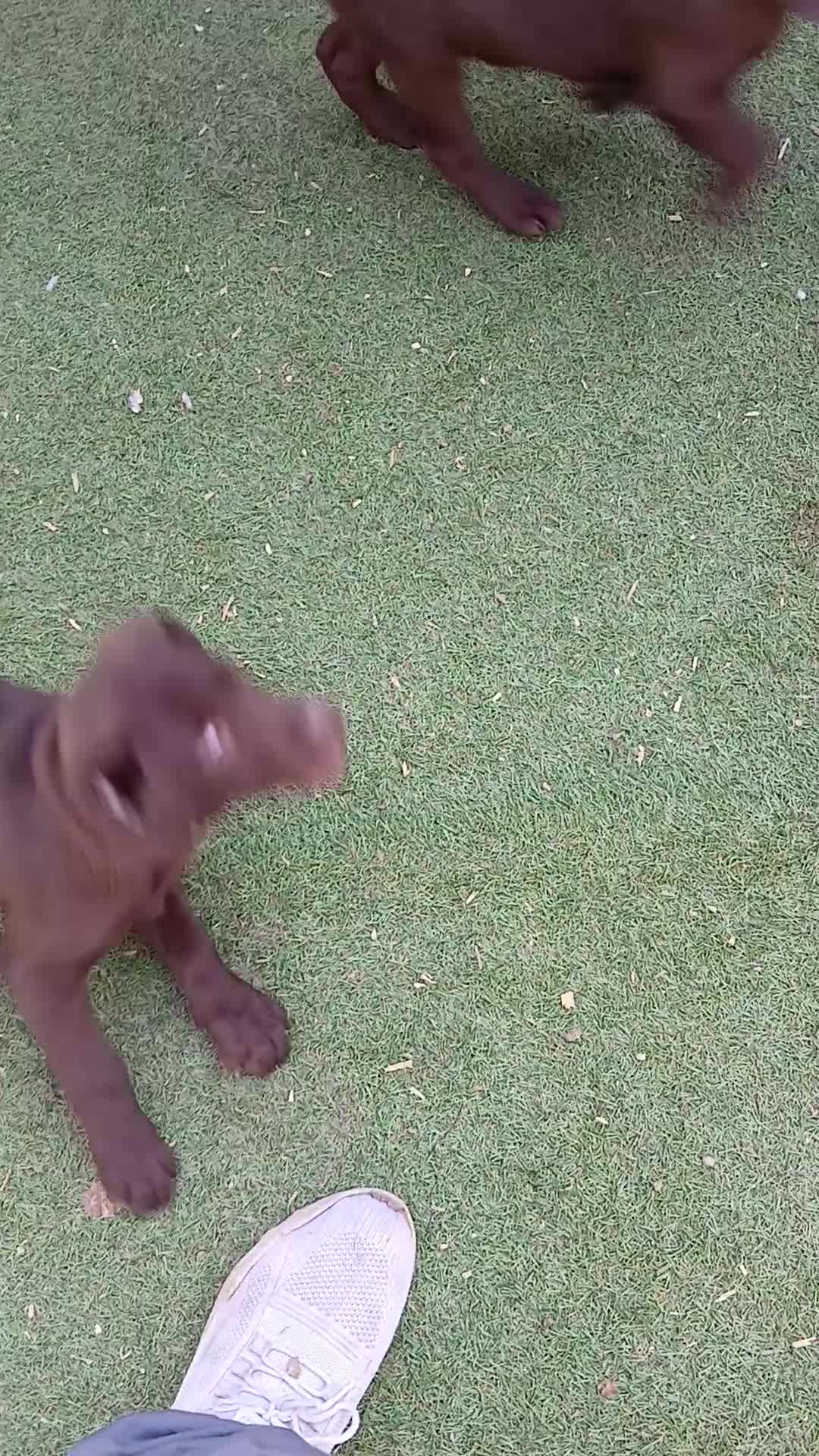 Labrador Retriever dogs for sale: **READY NOW**CHOCOLATE LAB PUPS - Video 2