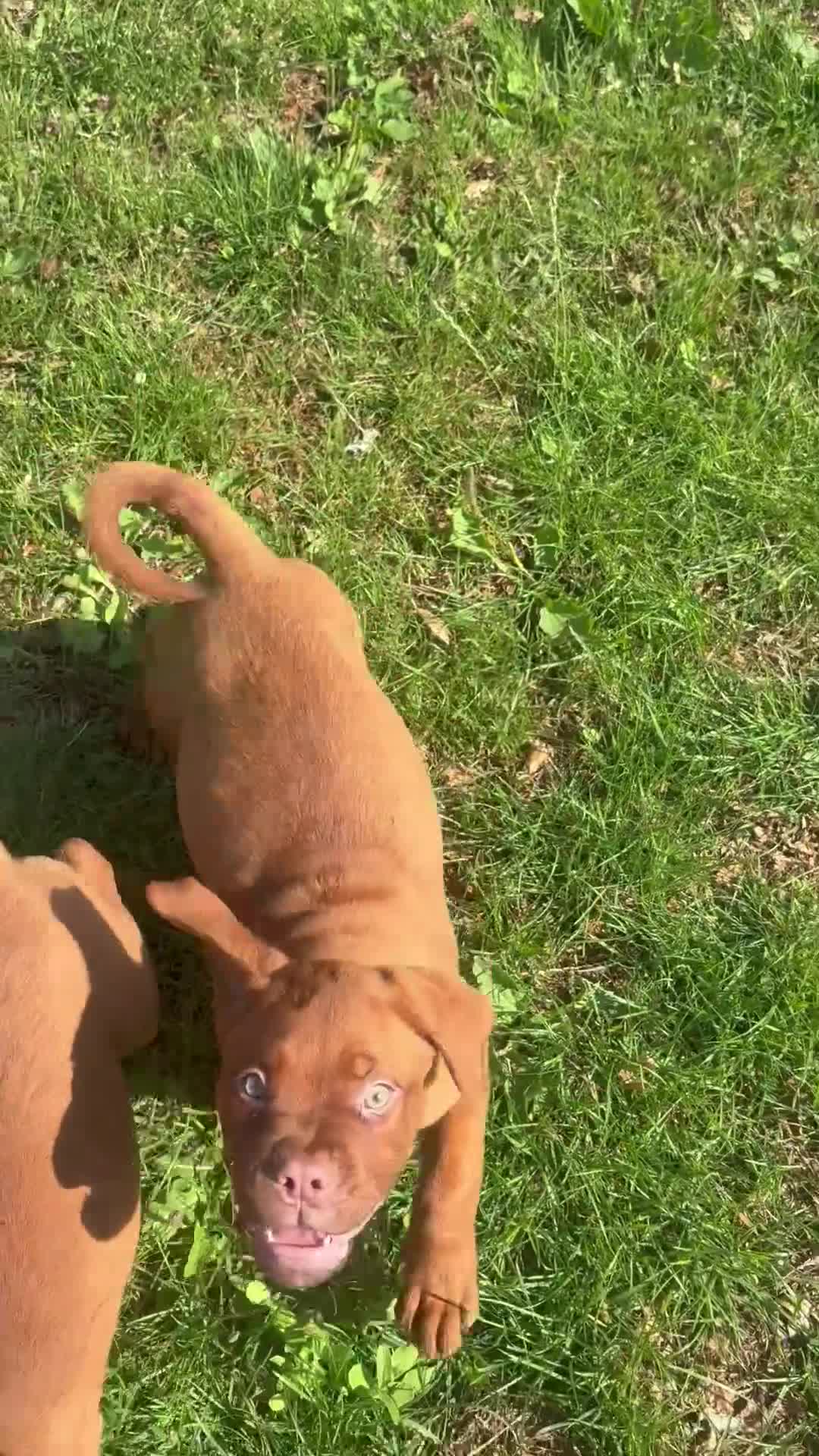 Dogue De Bordeaux dogs for sale: Dogue De Bordeaux females  - Video 2
