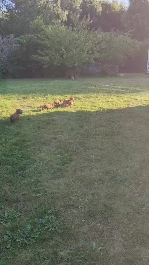Labrador Retriever dogs for sale: Red Labrador puppies  - Video 1