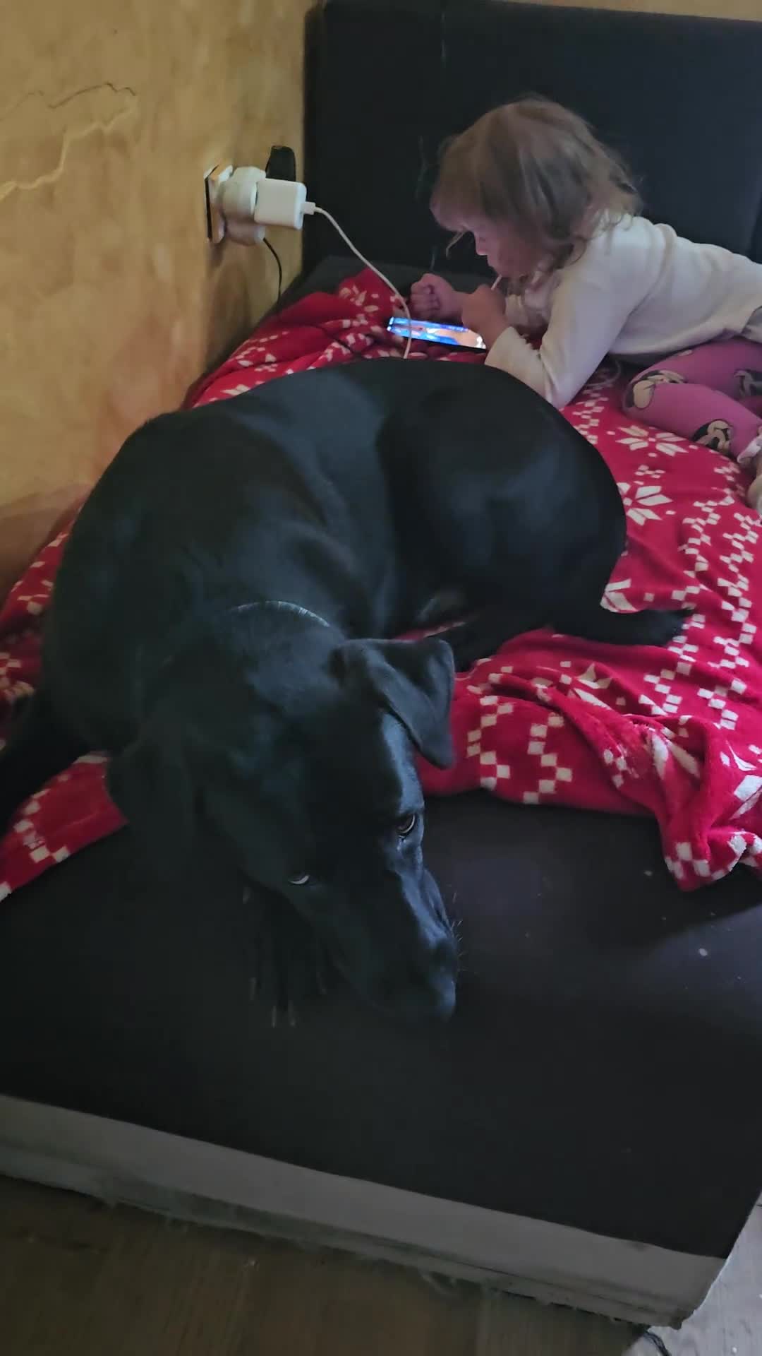Mixed Breed dogs for adoption: 🐾 MAX – LOOKING FOR A FOREVER HOME 🐾 - Video 1
