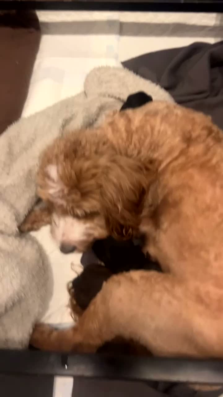 Cockapoo dogs for sale: F2 Cockapoos for sale  in Pontefract - Video 1