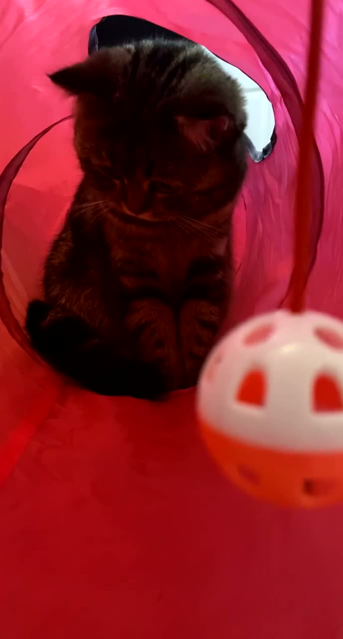 Scottish Fold cats for sale: Scottish fold for adoption ! - Video 1