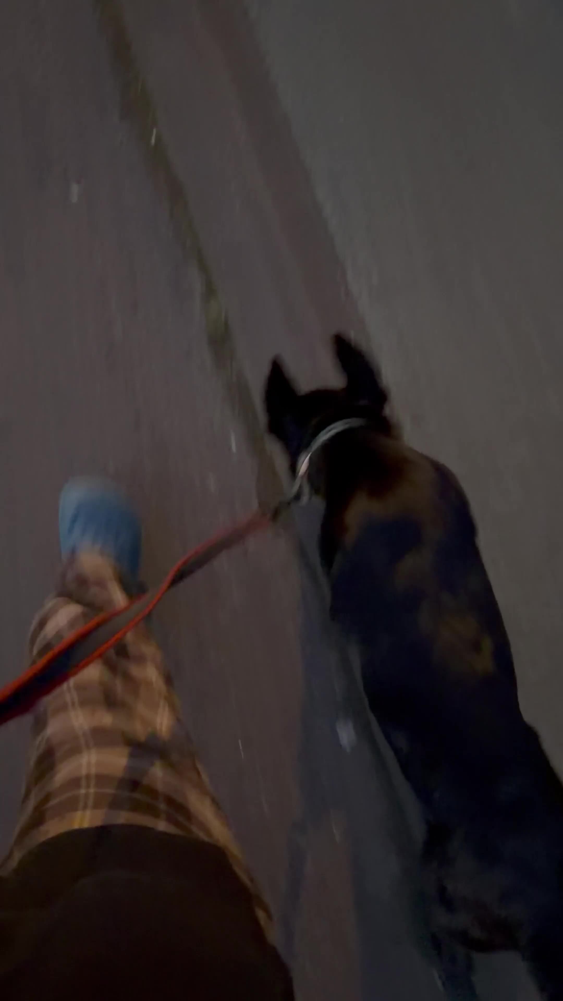 Mixed Breed dogs for sale: Storm - Video 1